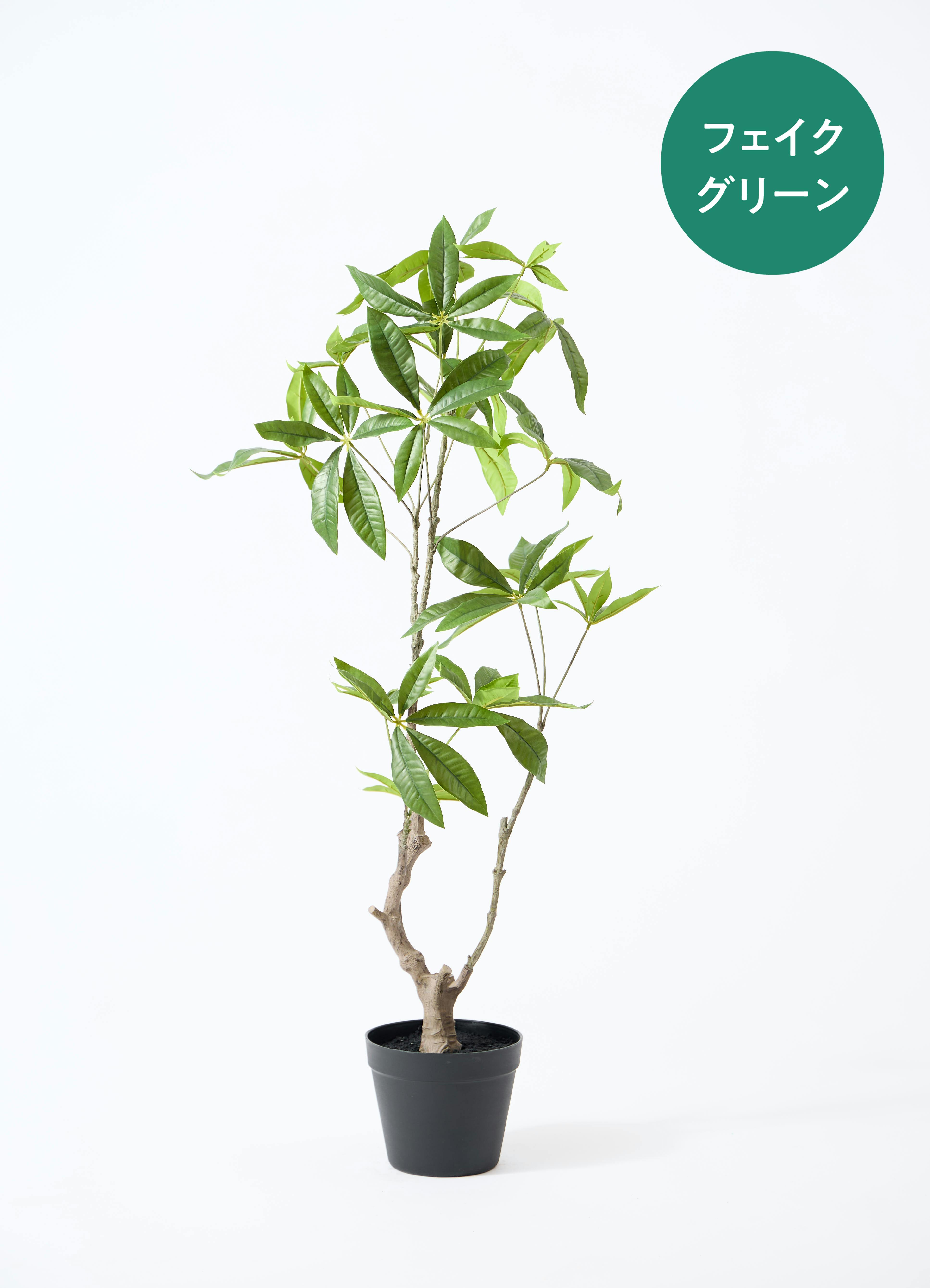 【稀少レア１点物】巨木★巨大樹木★自然派ナチュラル系、生け花【展示品★送料別】 第12回「珍奇植物展示即売会」 KKE Unusual Plants Fes 2025 『イチ