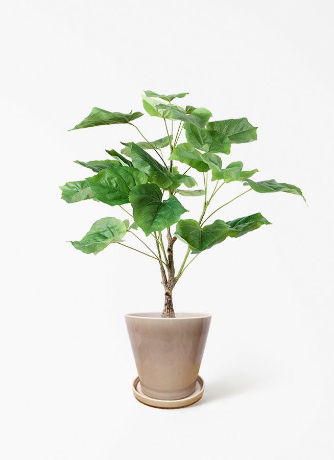 観葉植物【フェイクグリーン】フィカス ウンベラータ 60cm ベラ ピンク