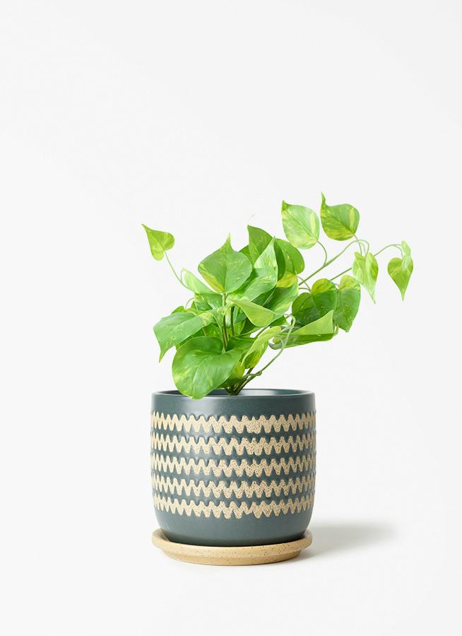 観葉植物【フェイクグリーン】ポトス 20cm インナ 15 G 付き