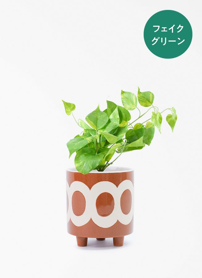 観葉植物 ザミオクルカス 4号 ラダ 15 C ブラウン 付き | 観葉植物なら