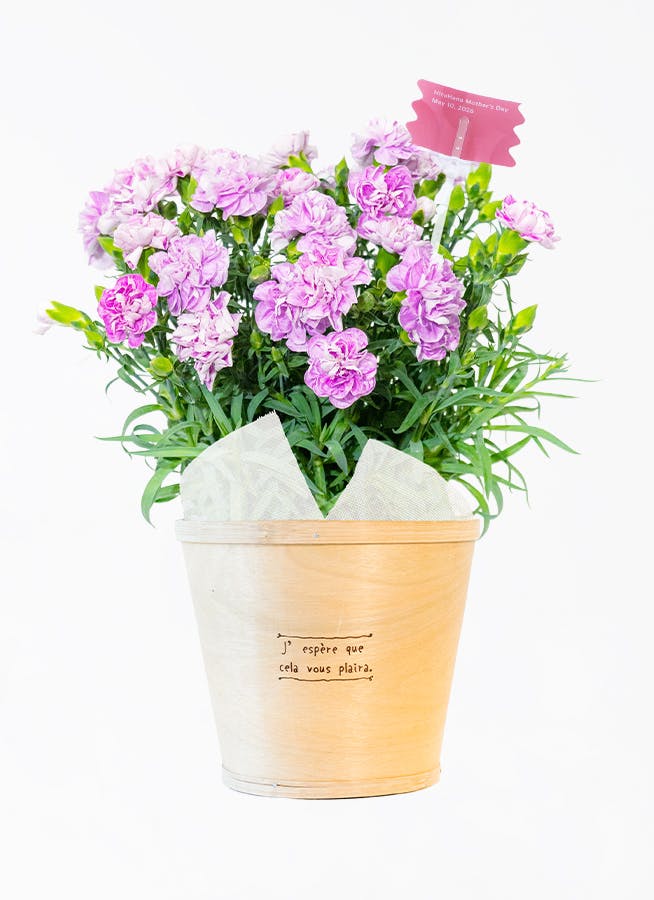 carnation-fancyviolet-2025-
