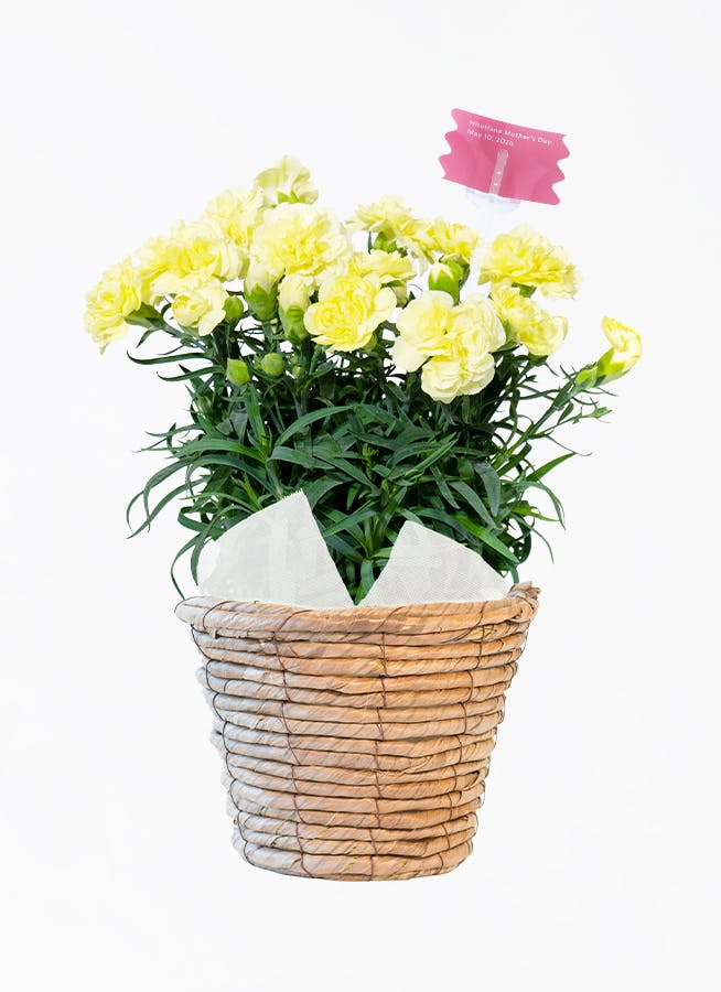 母の日】カーネーション 鉢植えのお花 ルナドリーム ブラウン