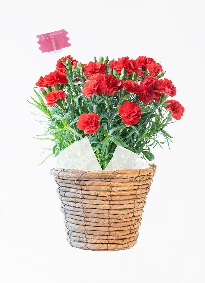 産地直送 クリスマスローズ 氷の薔薇 ブルネロ 5号 ブラウンバスケット