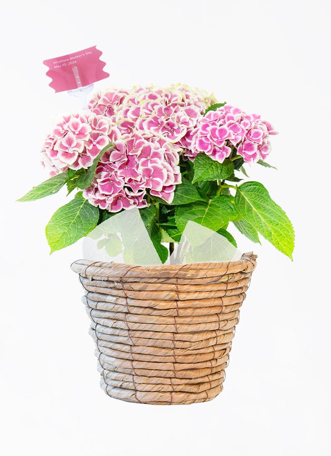 産地直送 クリスマスローズ 氷の薔薇 ブルネロ 5号 ブラウンバスケット