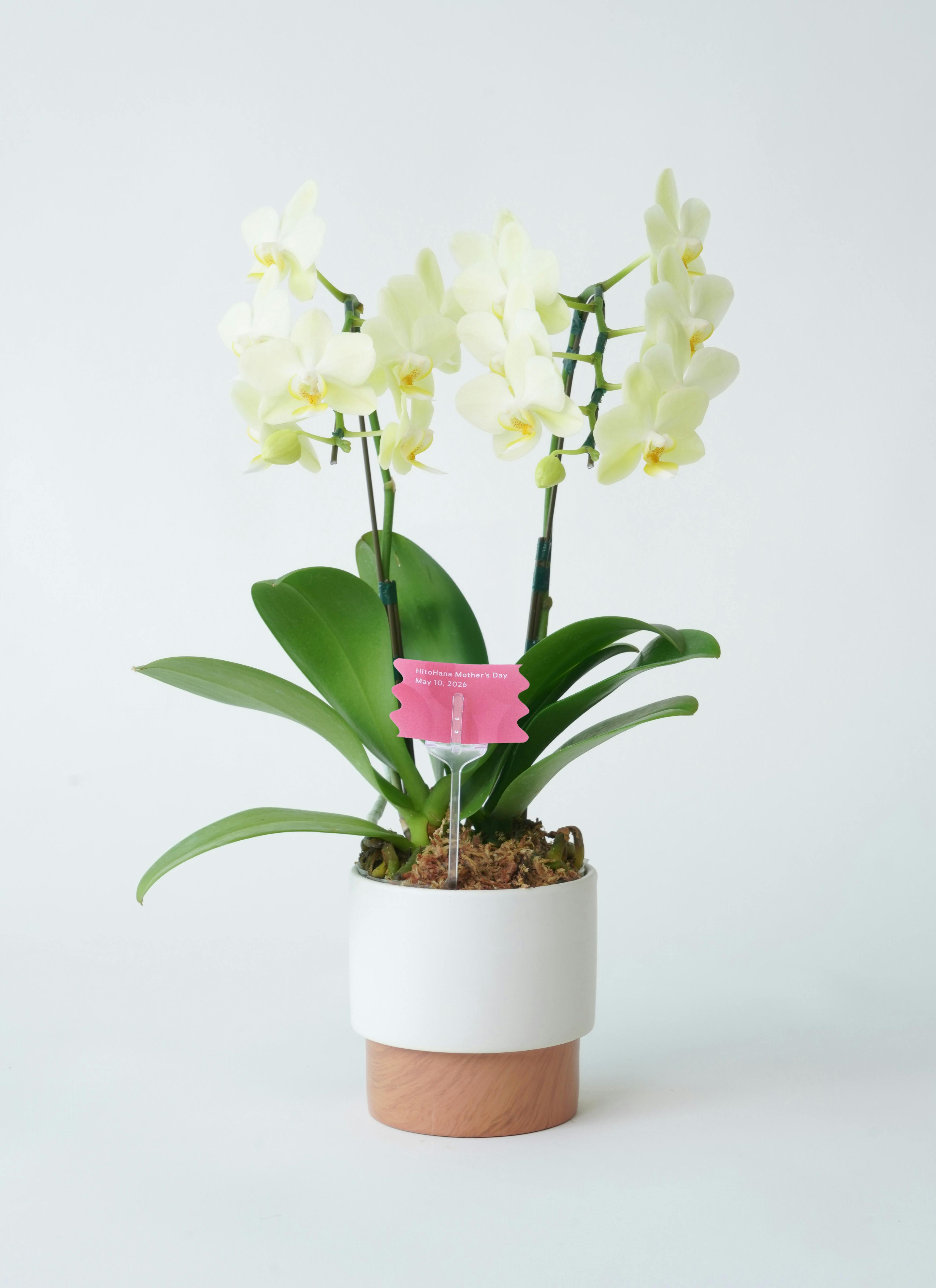 胡蝶蘭5000→4000円 ギフトカード】ミディ胡蝶蘭(4号鉢ラージサイズ2本立ち ホワイト系