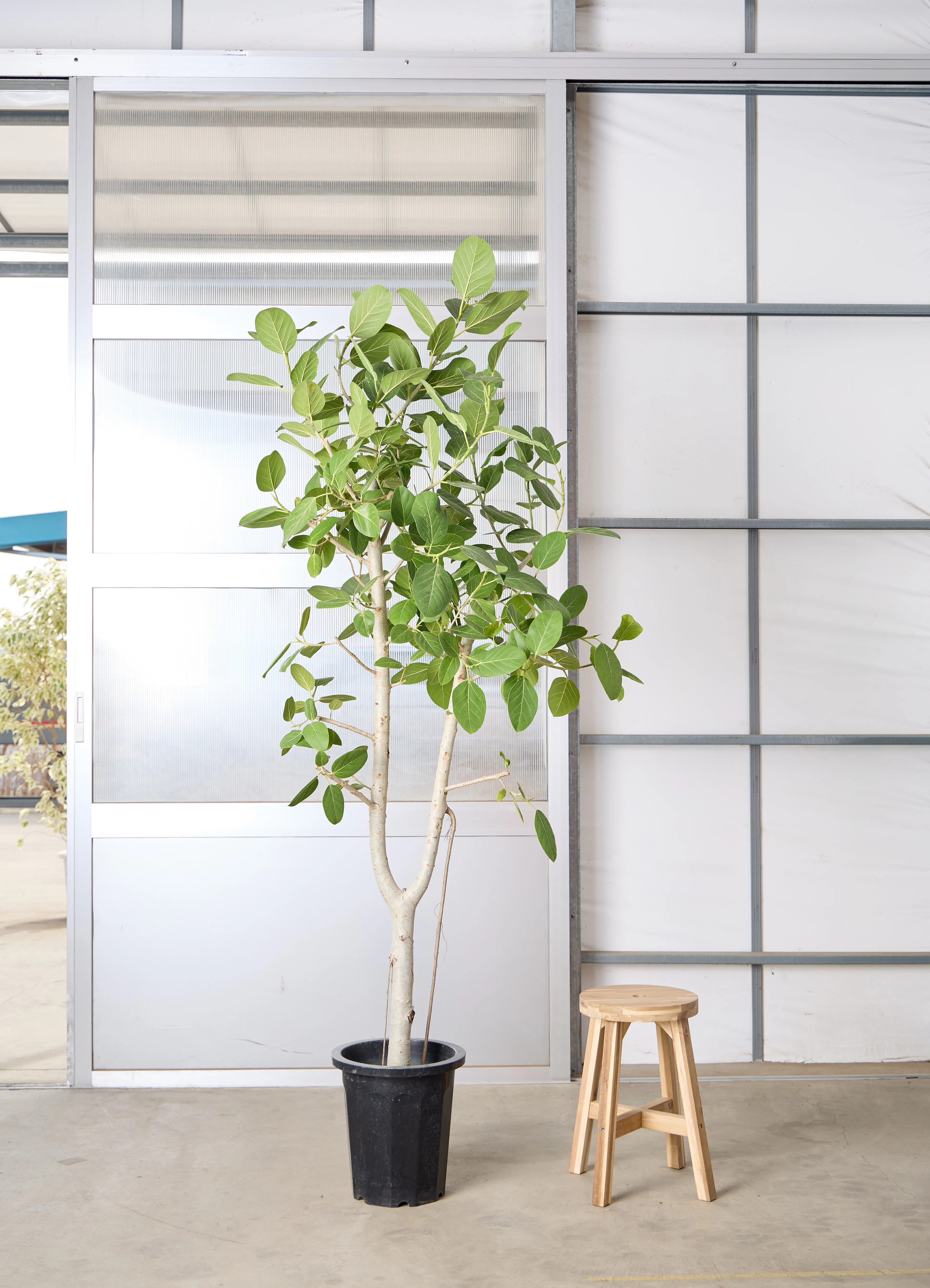 170cm以上の観葉植物 | 送料無料でお届け | Hitohana（ひとはな）