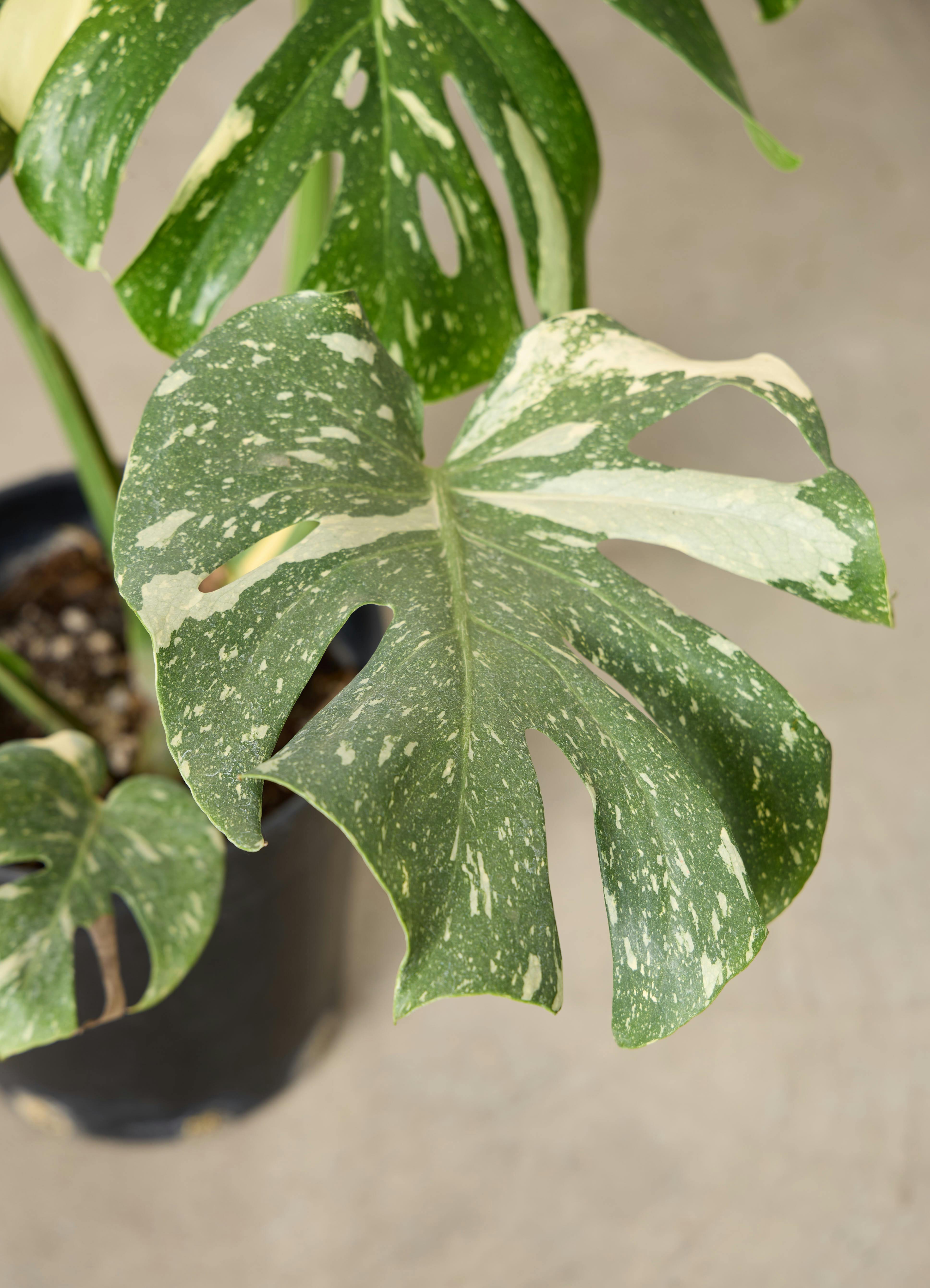 観葉植物 モンステラ【80cm】7号 斑入り プラスチック鉢 #69045 | 観葉