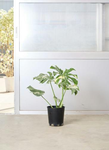 観葉植物 モンステラ 8号 ボサ造り 角高陶器 | 観葉植物ならHitoHana