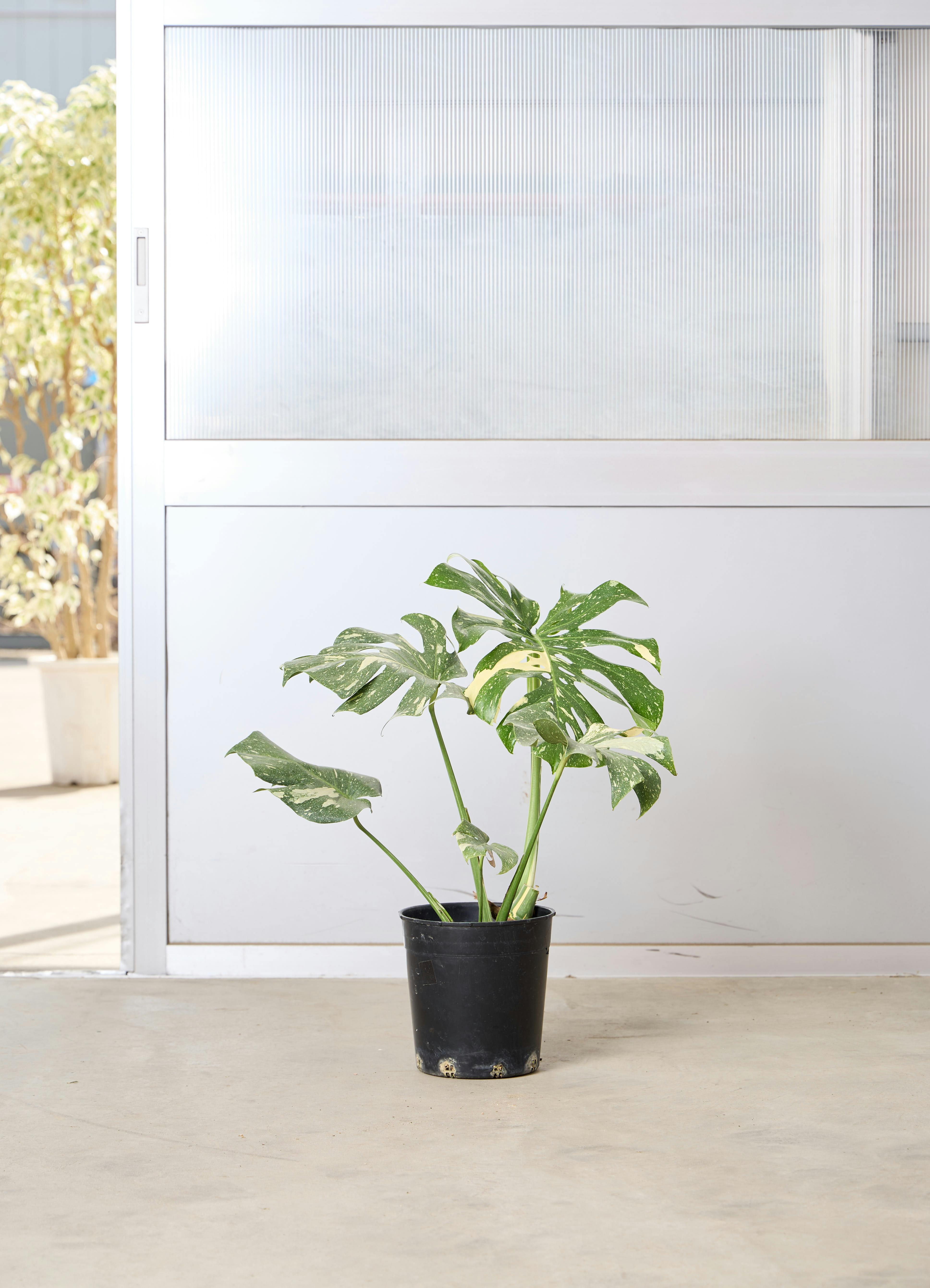 モンステラ 観葉植物 モンステラ【80cm】7号 斑入り プラスチック鉢 #69045 | 観葉