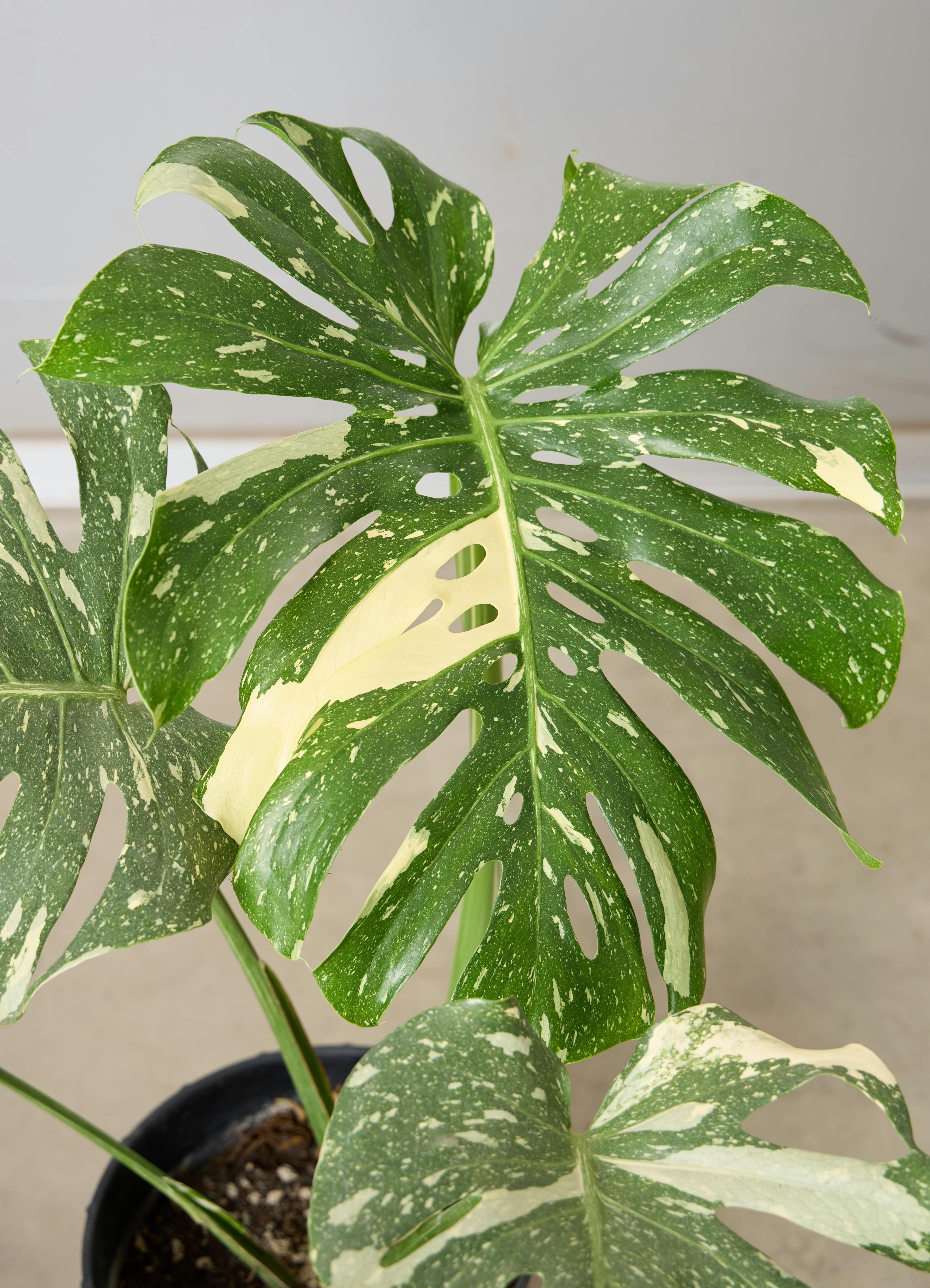 観葉植物　モンステラ　7/24まで 園芸ネット本店｜モンステラ 7号鉢植え24-01 の通販【公式】