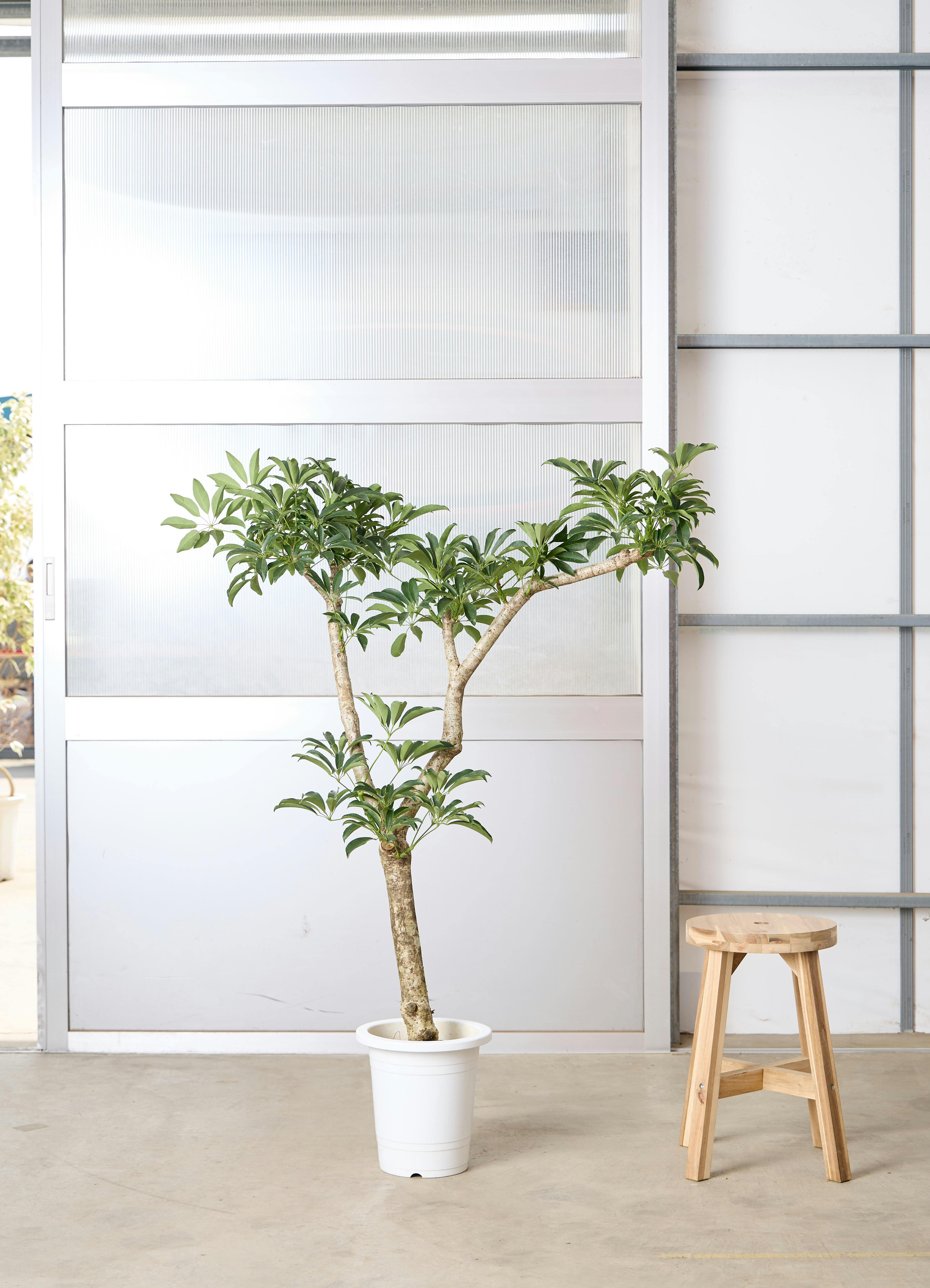 お値引き！シェフレラ大型　観葉植物　ファイバークレイ鉢つき 観葉植物 シェフレラ（カポック） 10号 ノーマル ファイバークレイGray