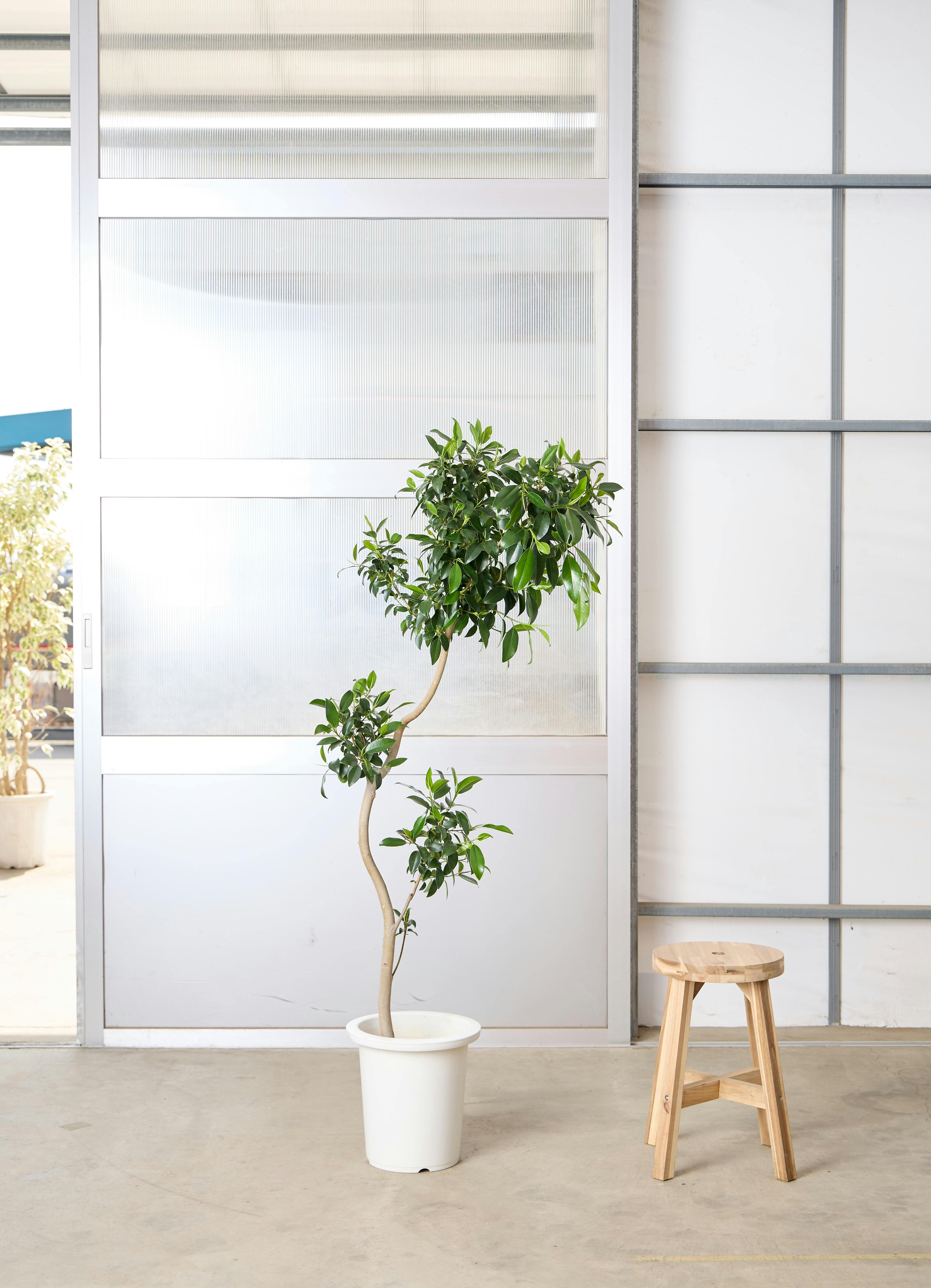 観葉植物 フィカスジャンボリーフ 【155cm】 9号 プラスチック鉢