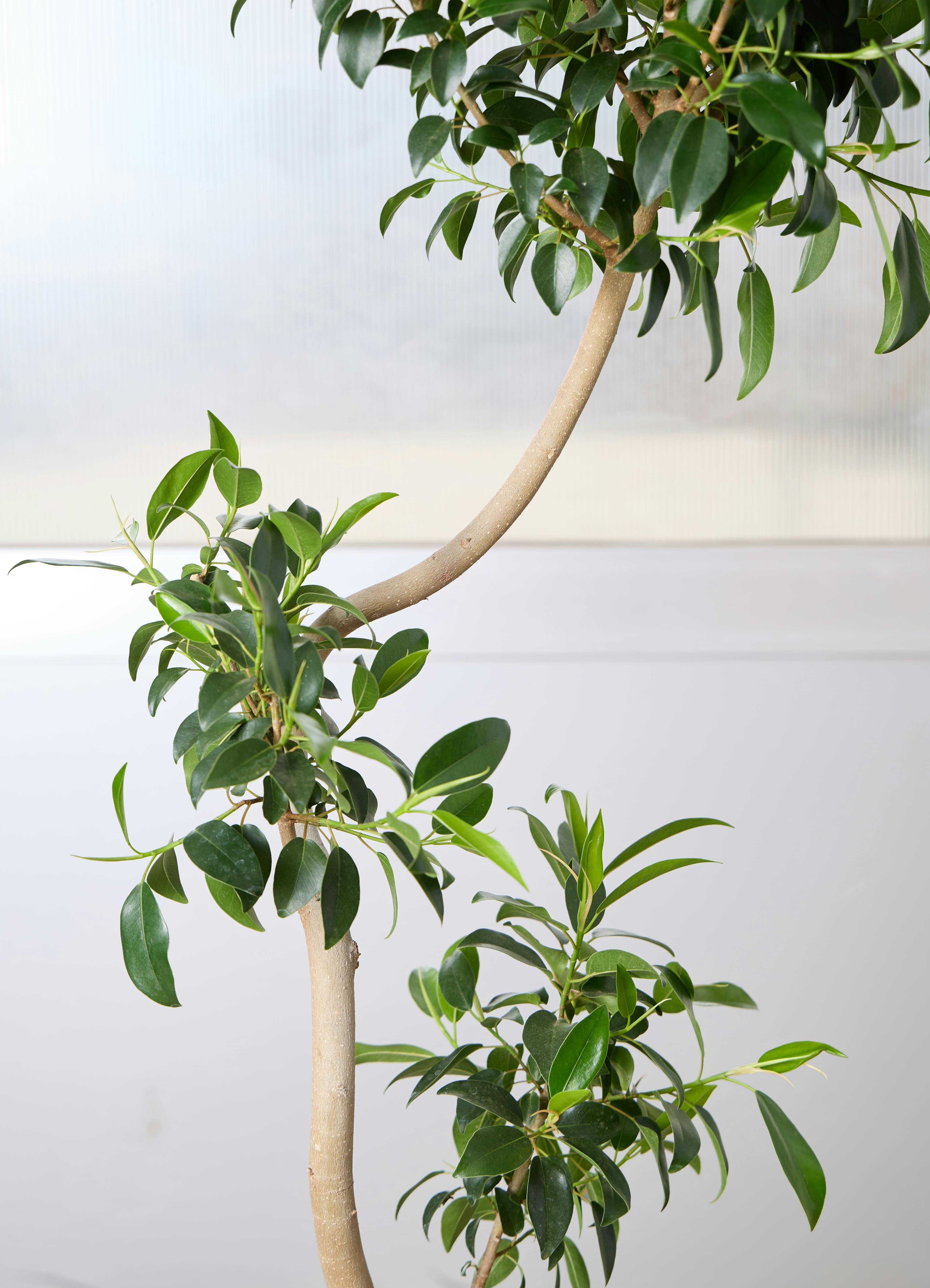 観葉植物 フィカスジャンボリーフ 【155cm】 9号 プラスチック鉢