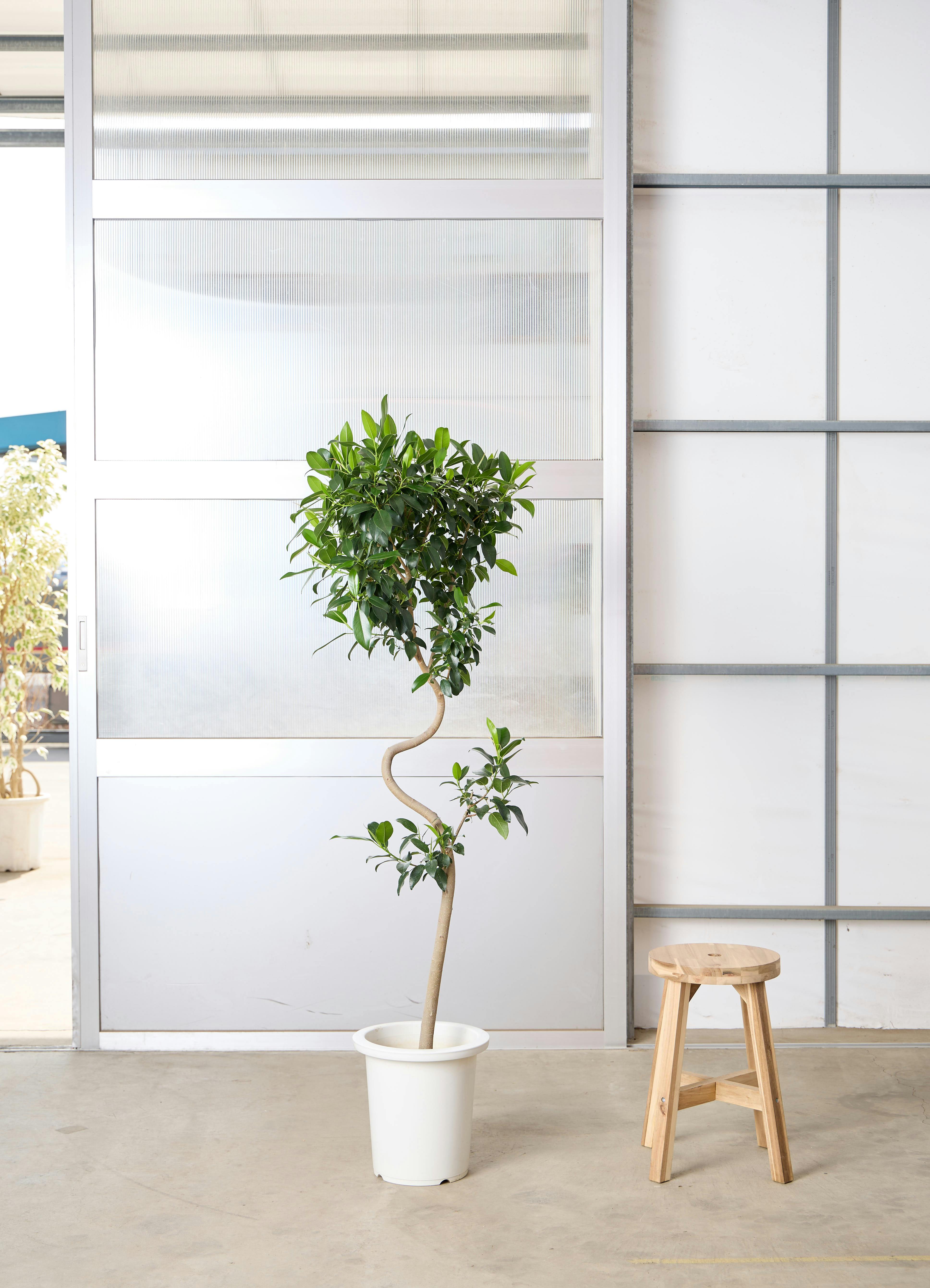 9号サイズの観葉植物 | 通販専門店 HitoHana(ひとはな) 9号サイズの観葉植物 | 通販専門店 HitoHana(ひとはな)