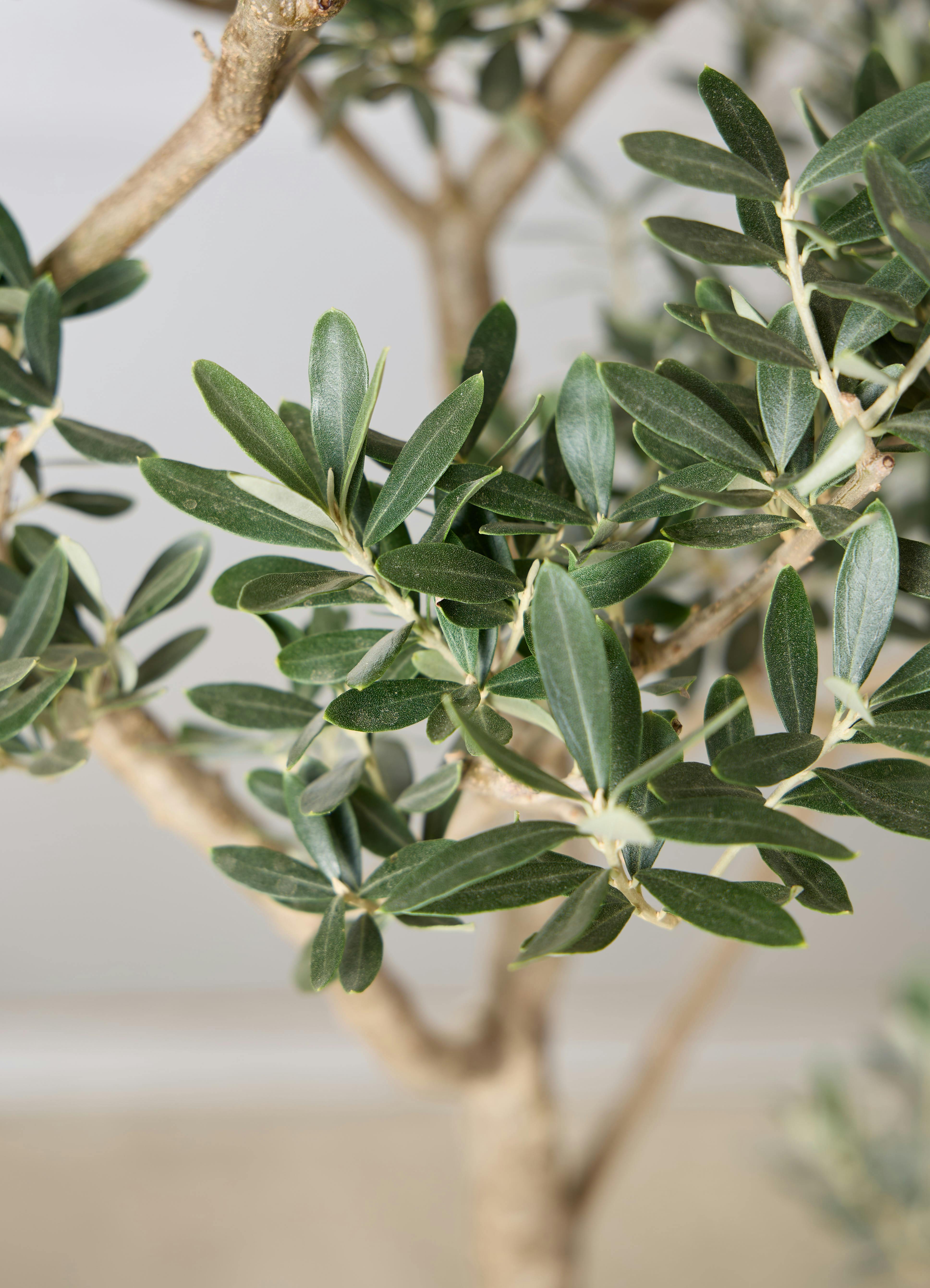 観葉植物 オリーブの木 【170cm】 9号 チプレッシーノ プラスチック鉢 