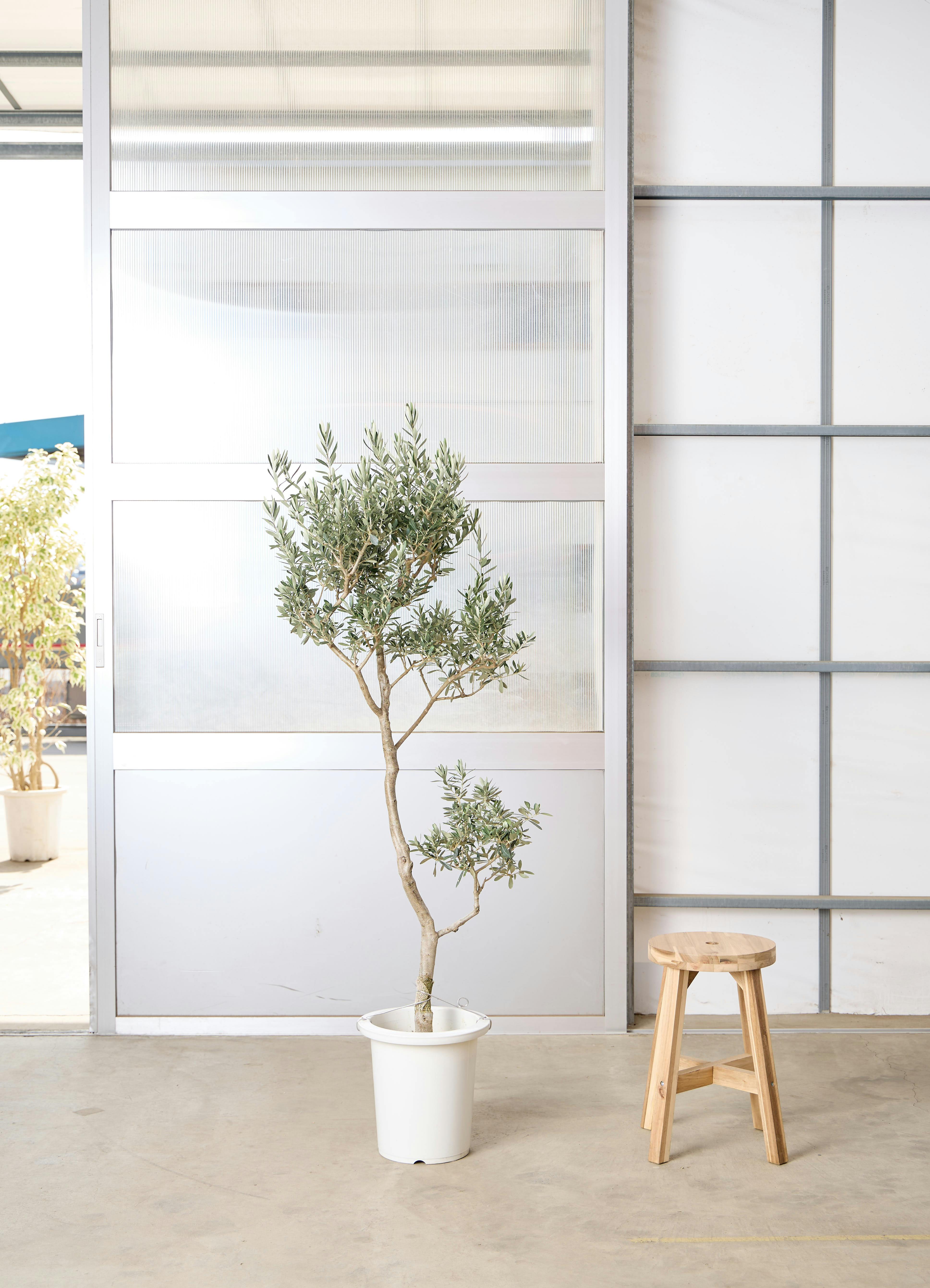 観葉植物 オリーブの木 【170cm】 9号 チプレッシーノ プラスチック鉢 