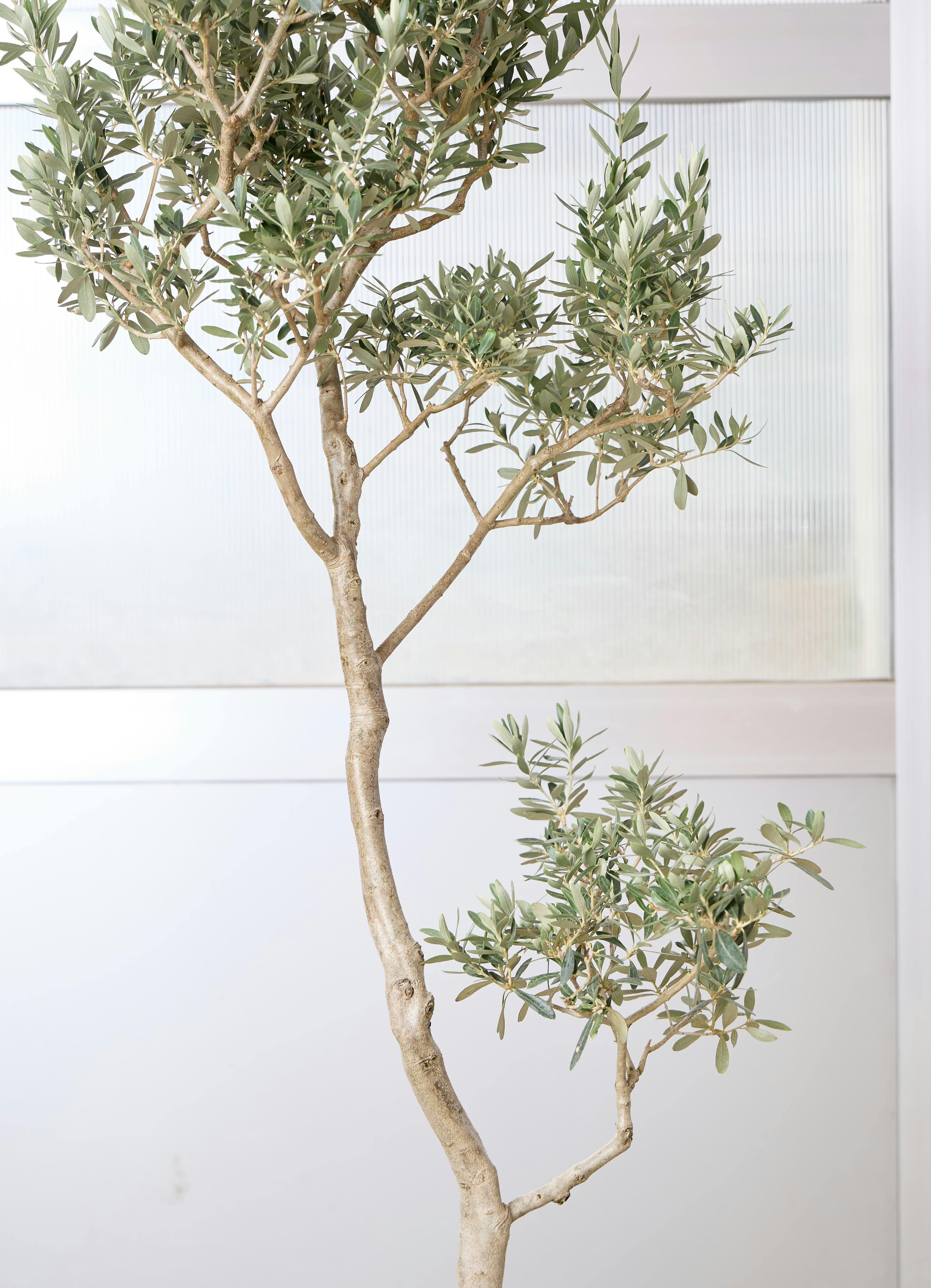 観葉植物 オリーブの木 【170cm】 9号 チプレッシーノ プラスチック鉢 