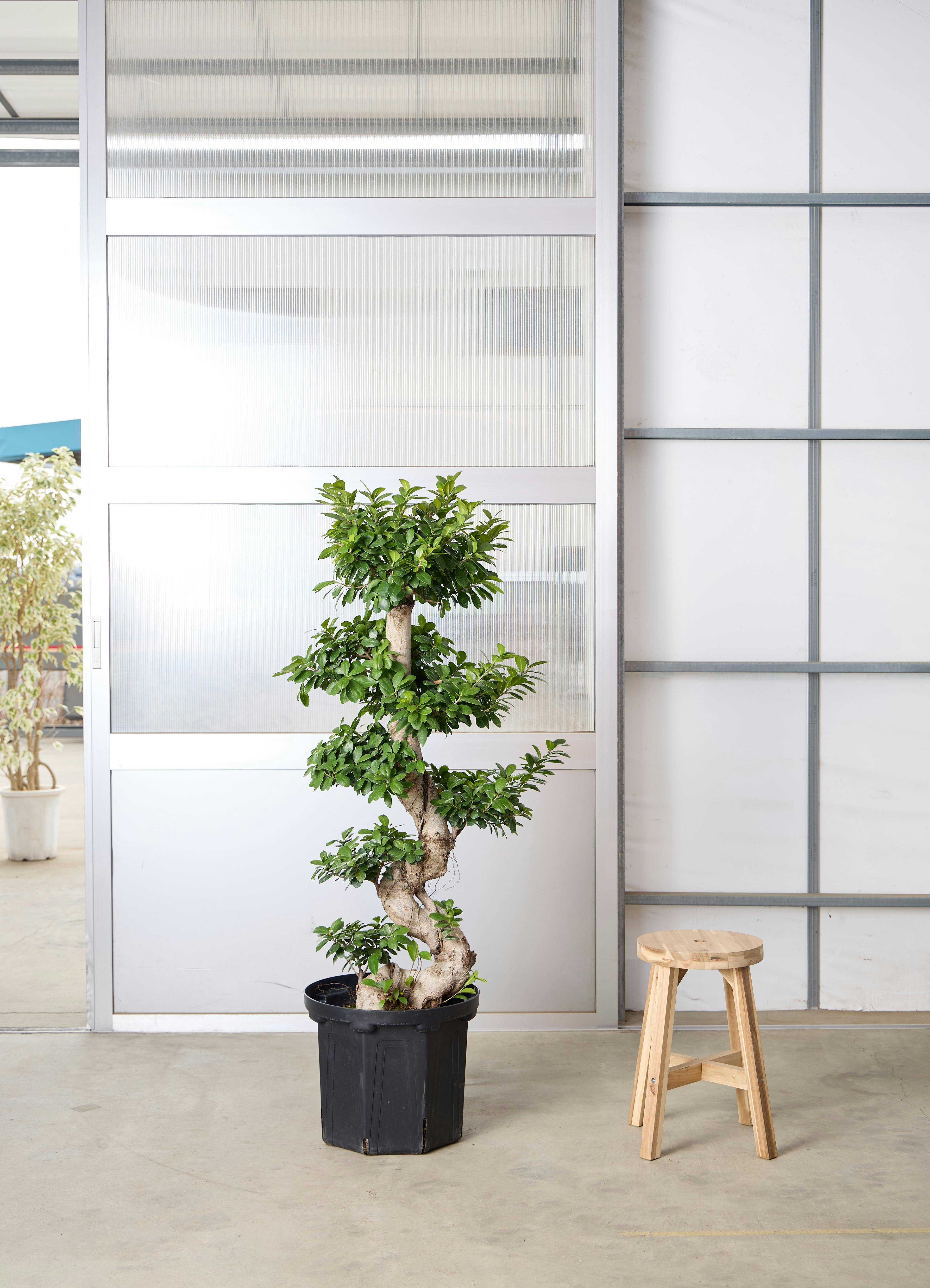 ガジュマル 1点もの（現品・現物） | 観葉植物通販HitoHana(ひとはな)