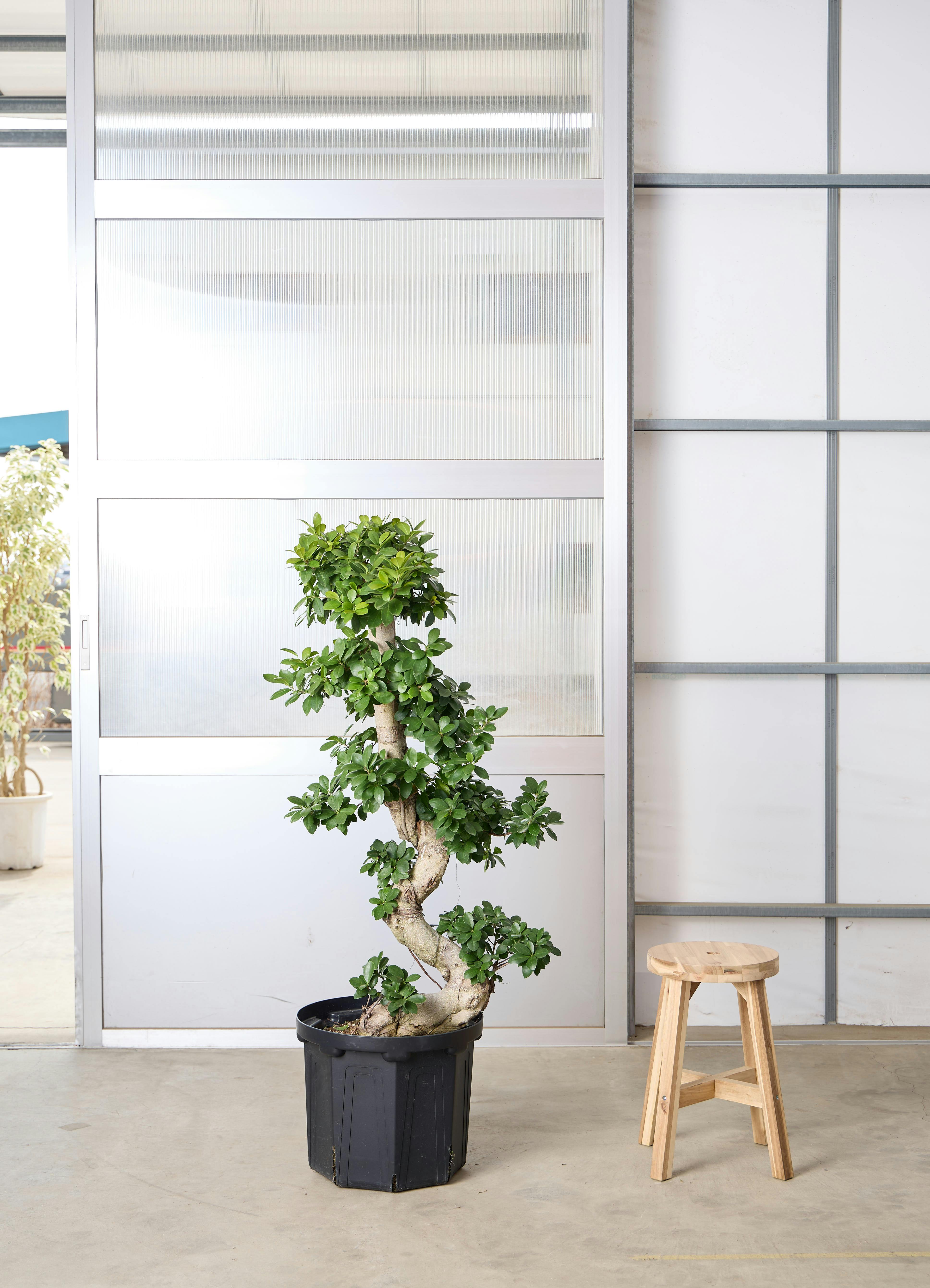 ガジュマル 1点もの（現品・現物） | 観葉植物通販HitoHana(ひとはな)