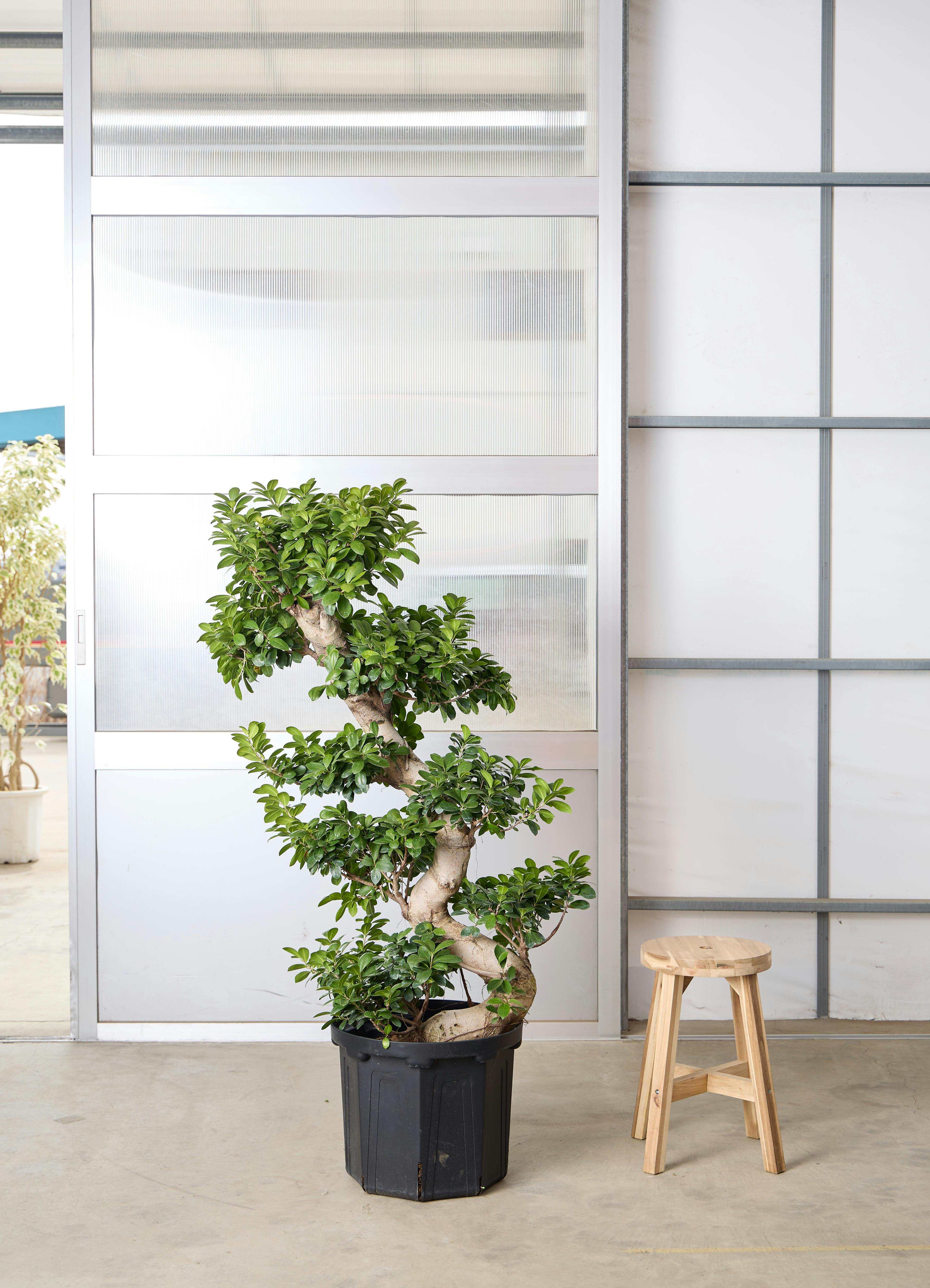 ガジュマル 1点もの（現品・現物） | 観葉植物通販HitoHana(ひとはな)