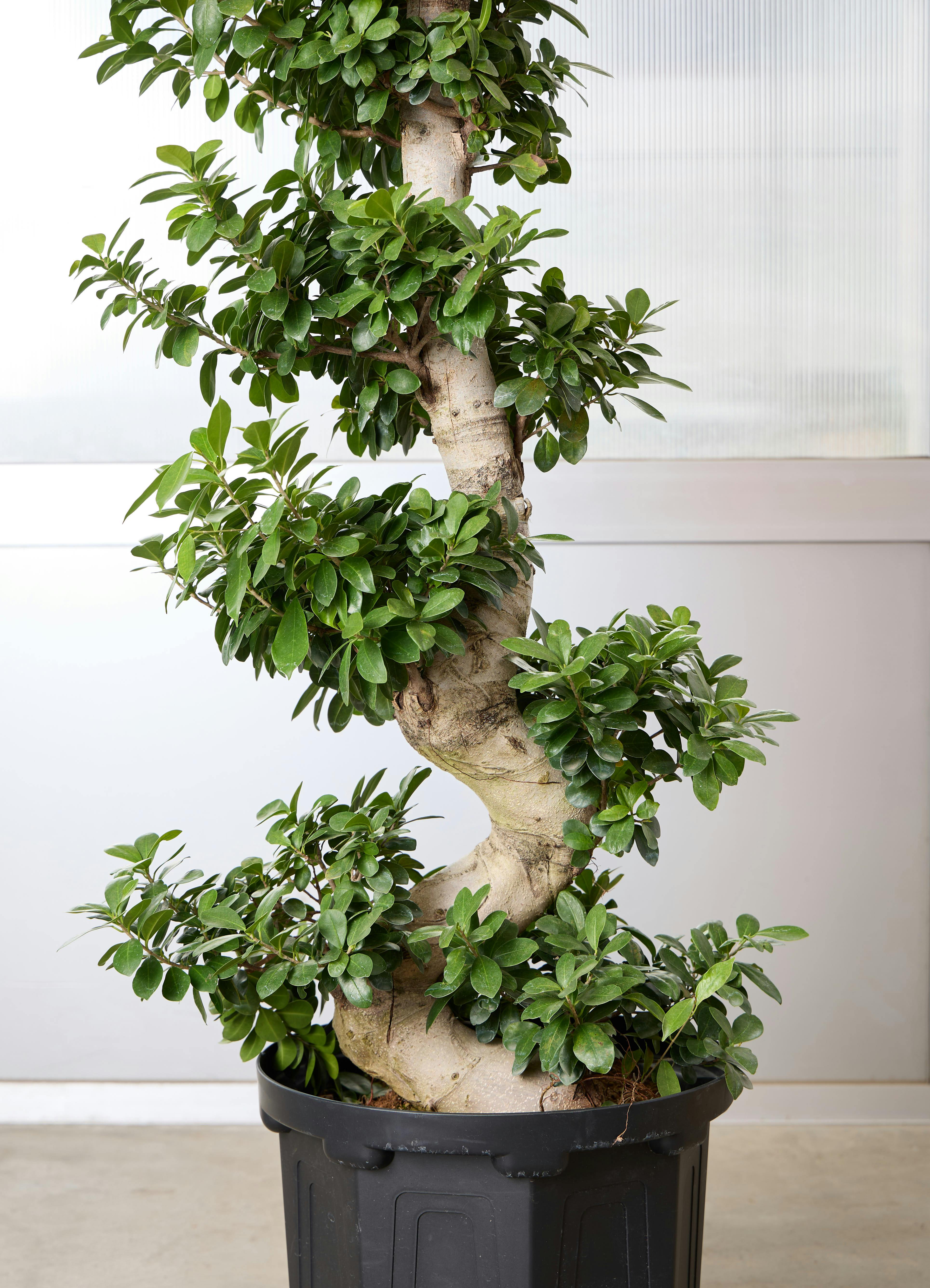 観葉植物 ガジュマル 【150cm】 13号 プラスチック鉢 #70758 | 観葉
