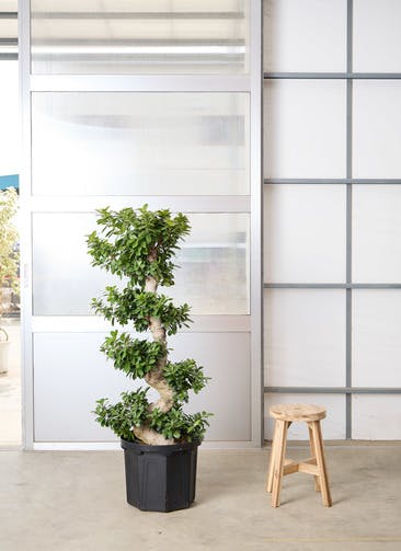 観葉植物 ガジュマル 8号 曲り プラスチック鉢 | 観葉植物ならHitoHana