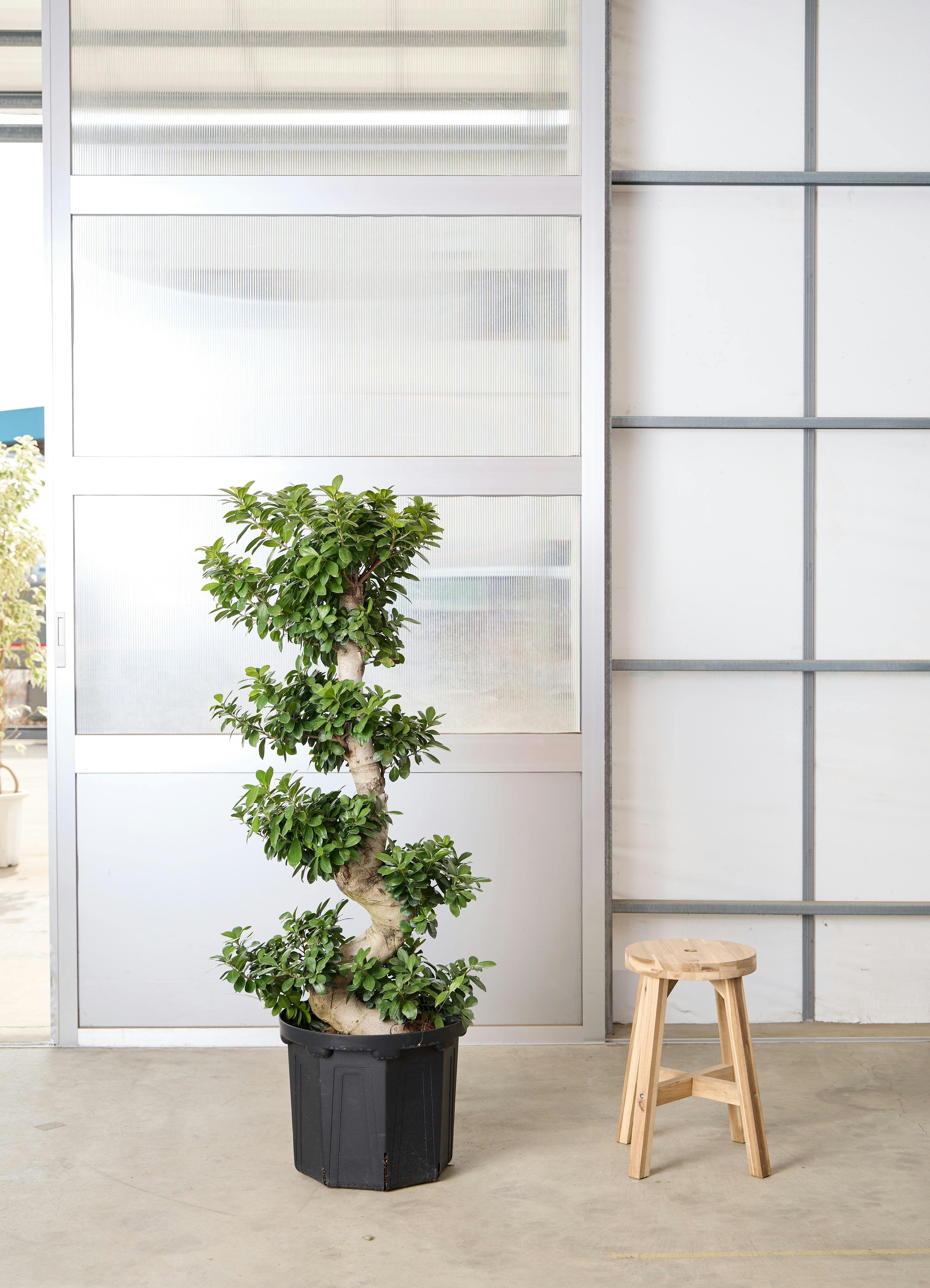 現品販売】140cm ~ 160cm 1点もの観葉植物の通販 | HitoHana（ひとはな）