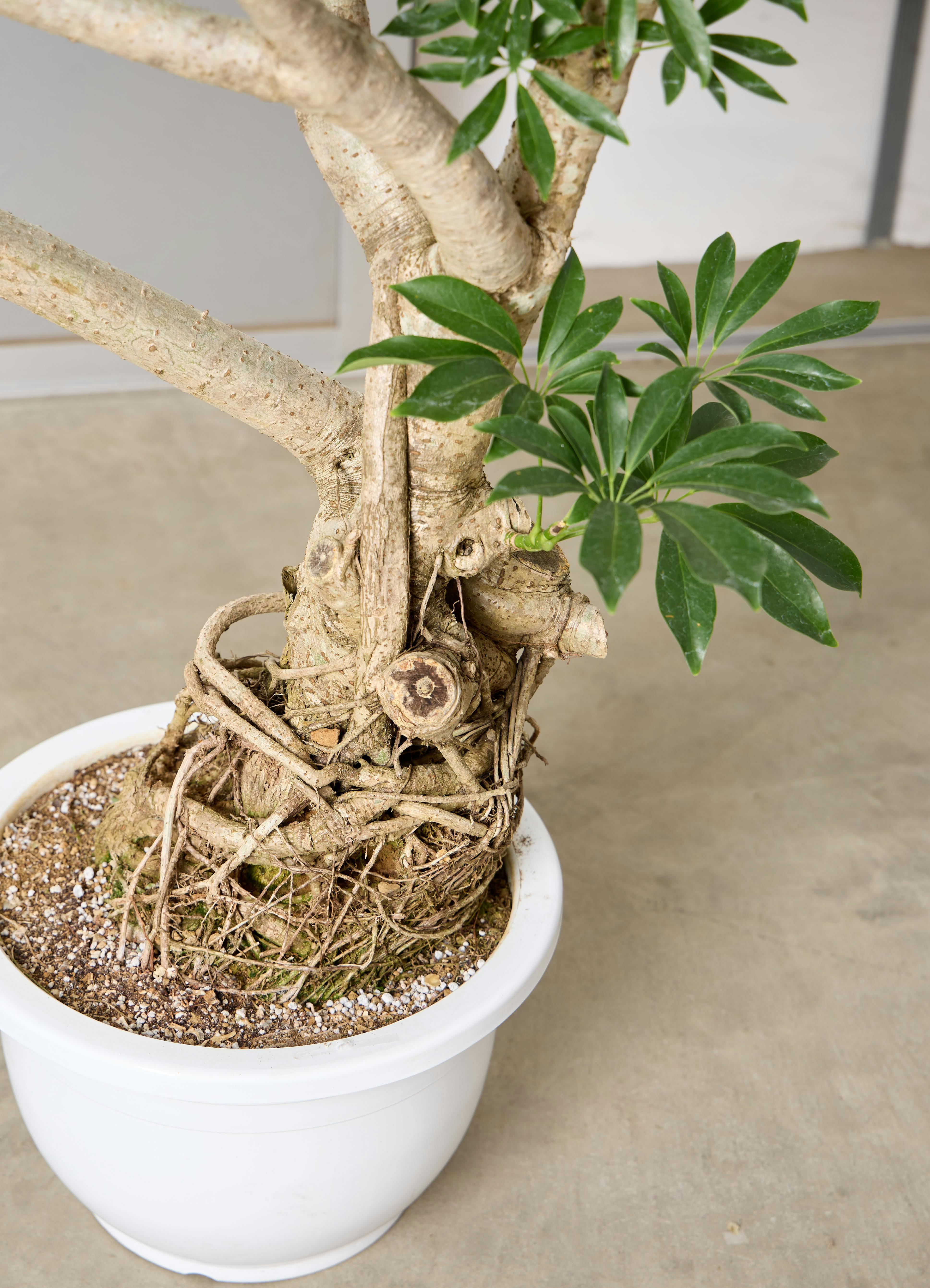 観葉植物 シェフレラ【145cm】 13号 プラスチック鉢 #70763 ※1都3県