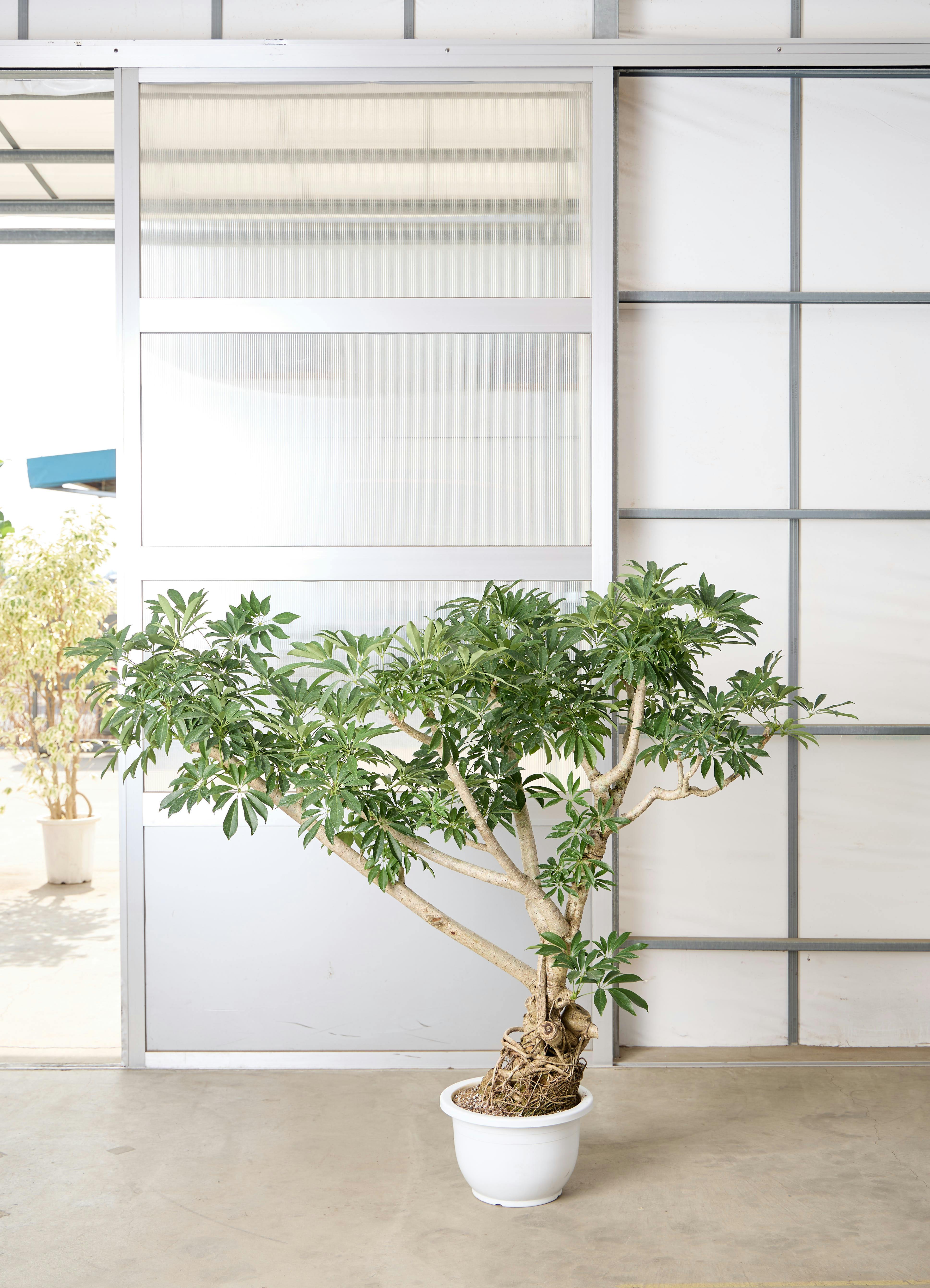 観葉植物 シェフレラ【145cm】 13号 プラスチック鉢 #70763 ※1都3県