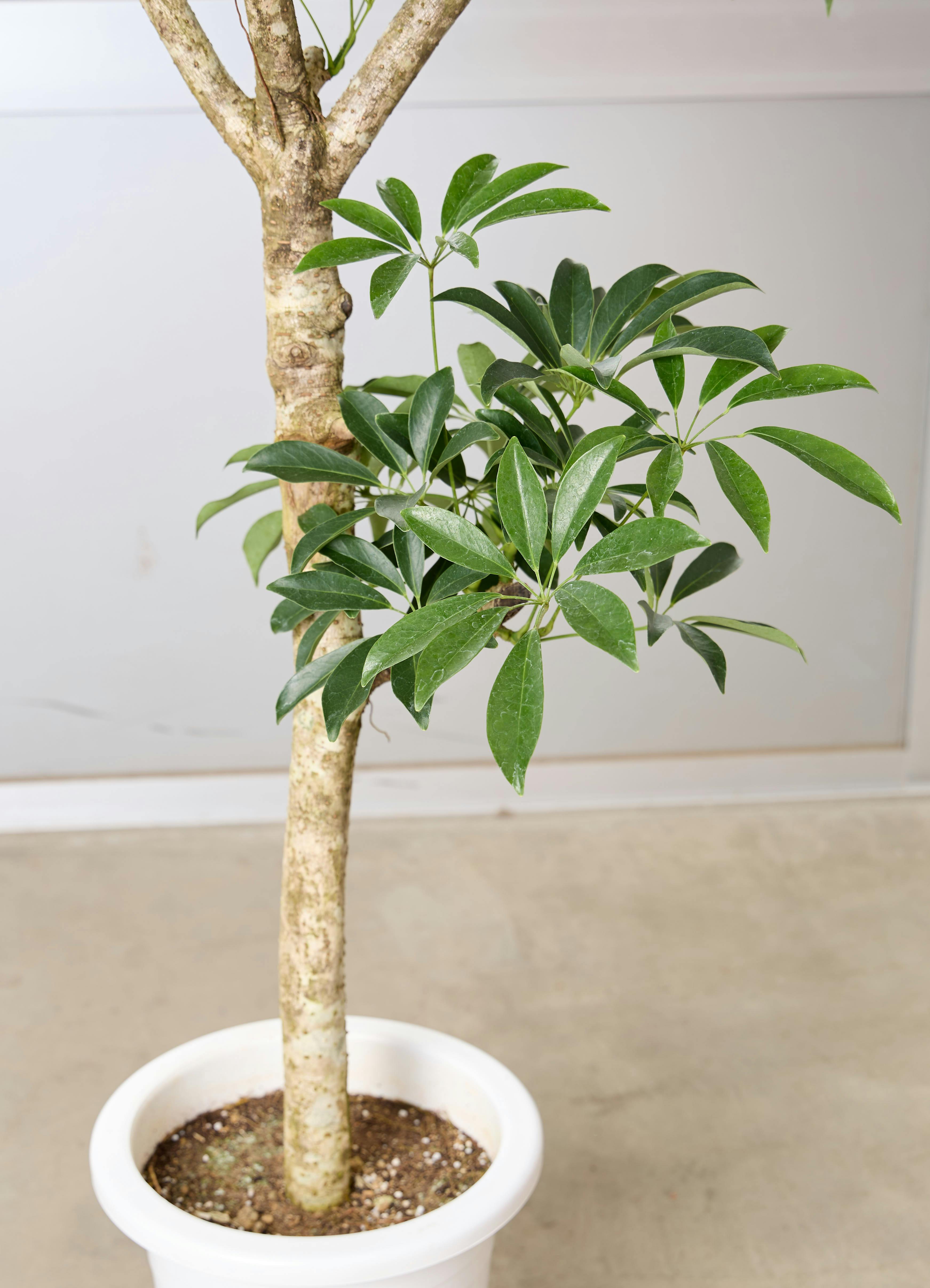 観葉植物 シェフレラ 170cm 観葉植物 シェフレラ 【170cm】 9号 プラスチック鉢 #70764 ※1都3県