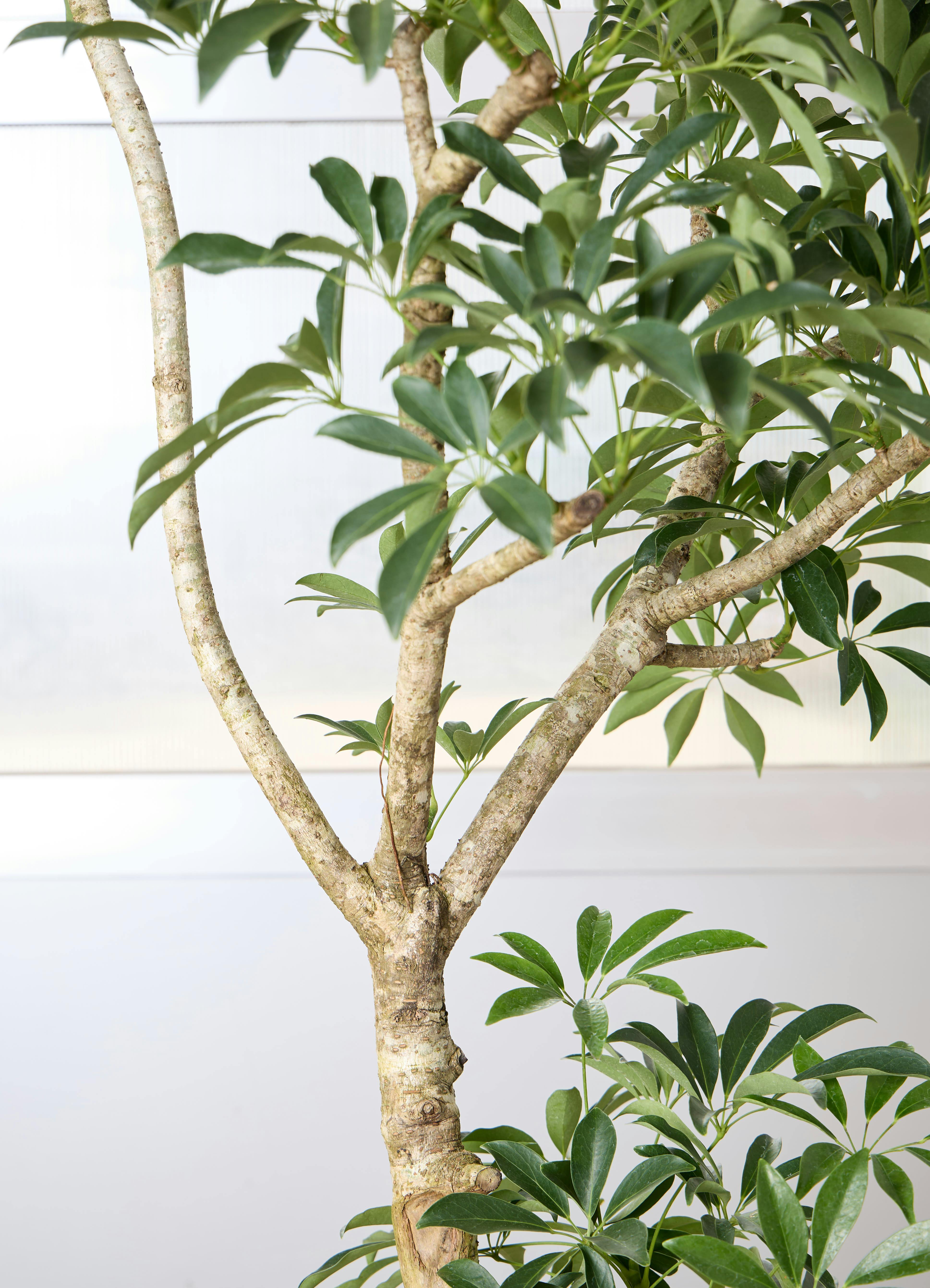 観葉植物 シェフレラ 【170cm】 9号 プラスチック鉢 #70764 ※1都3県
