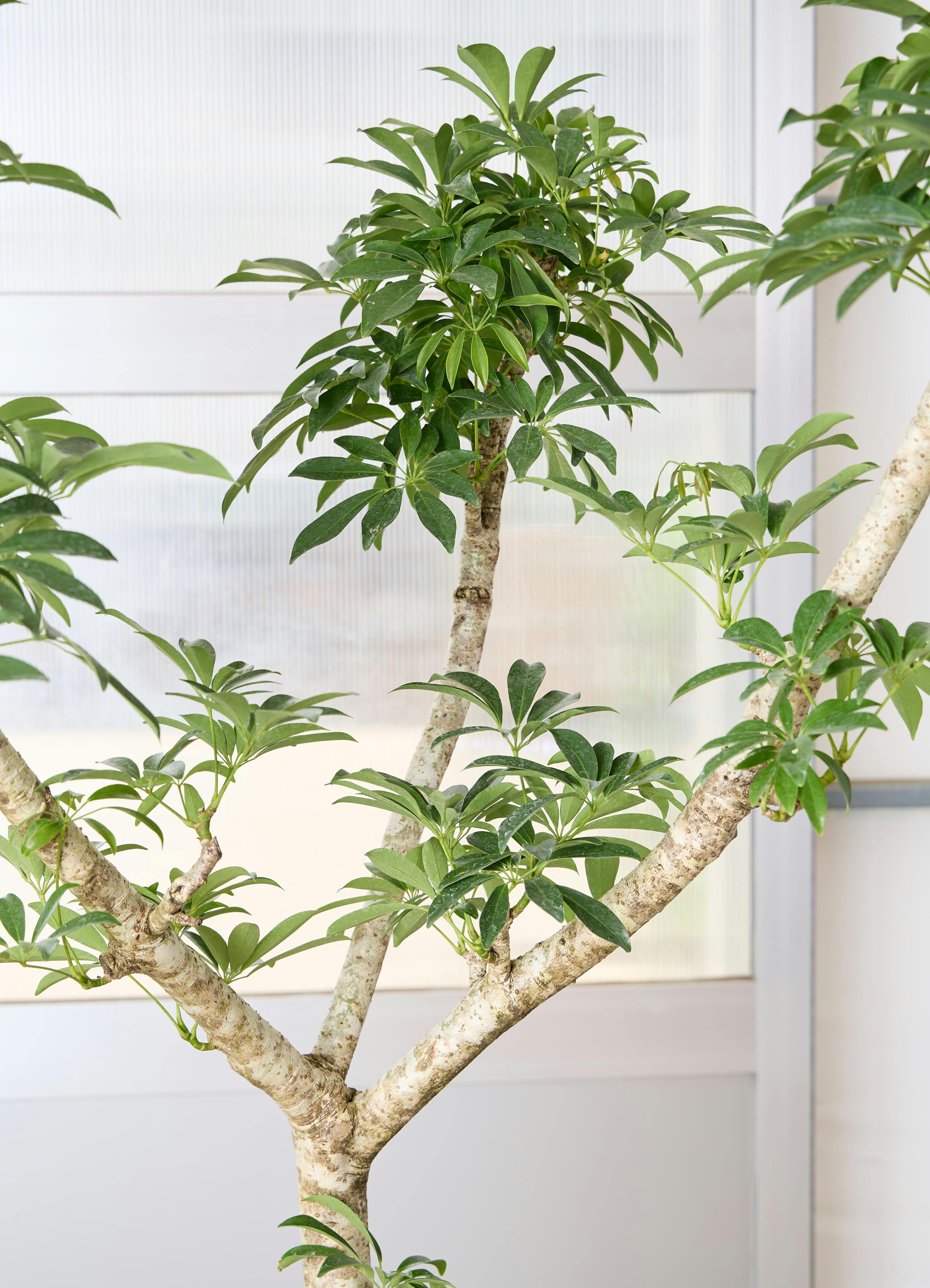 観葉植物　シェフレラ　シナモン 観葉植物初心者に激推し！ シェフレラの魅力と育て方を徹底解説