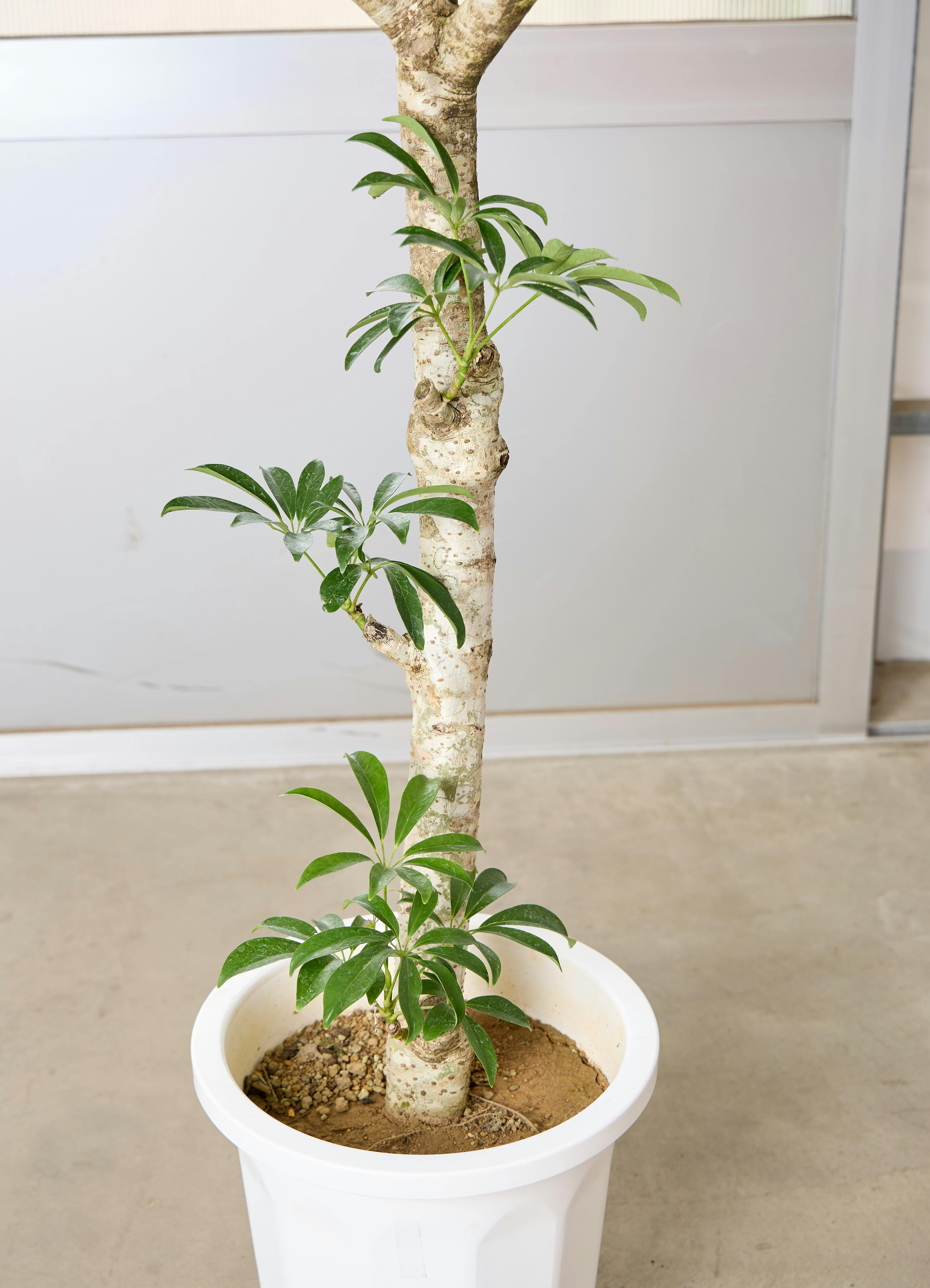 観葉植物　シェフレラ　シナモン 観葉植物初心者に激推し！ シェフレラの魅力と育て方を徹底解説