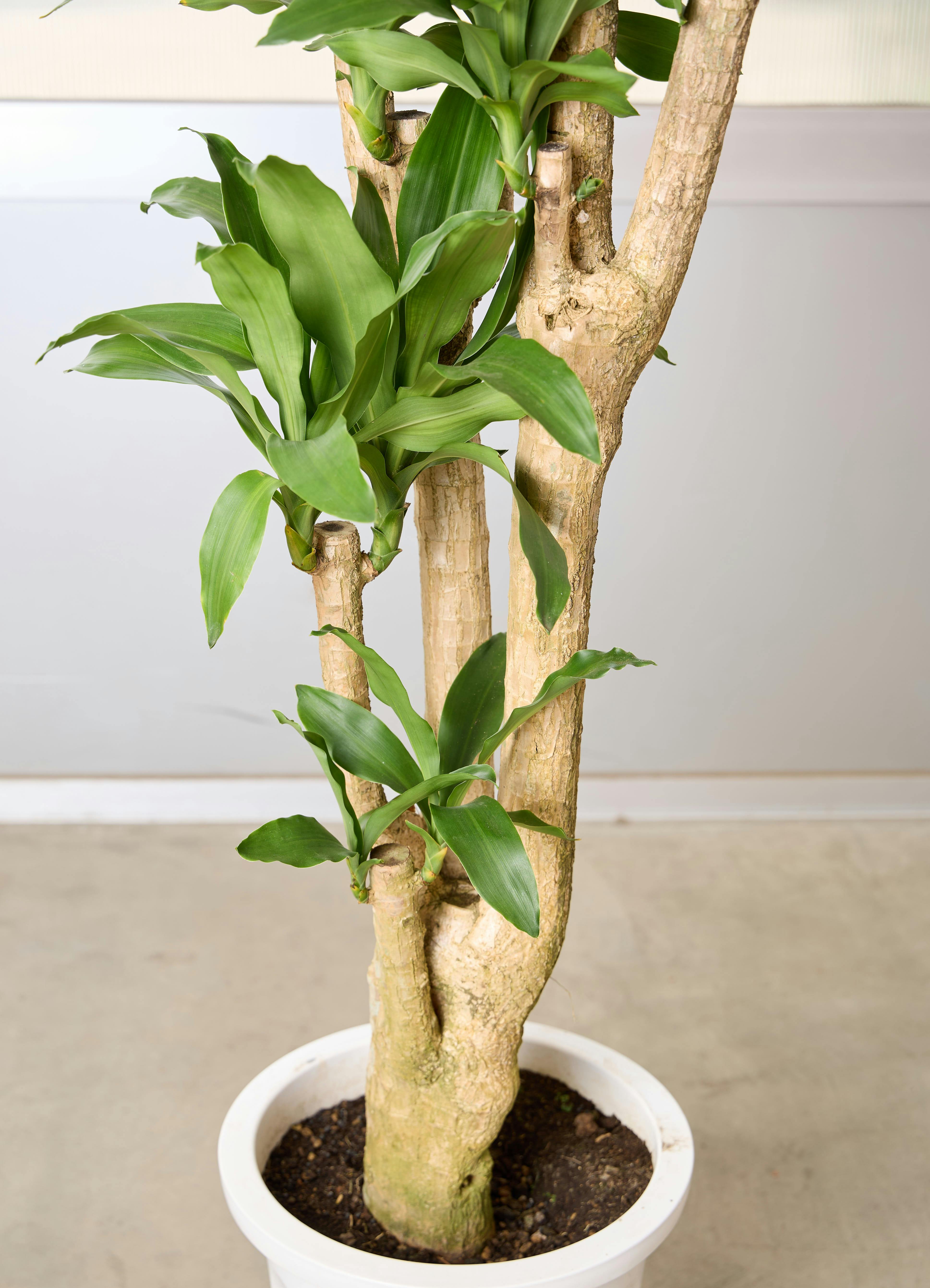 ドラセナ幸福の木です➁ 観葉植物 ドラセナ 幸福の木 10号 ノーマル アルマ ミドル 付き | 観葉