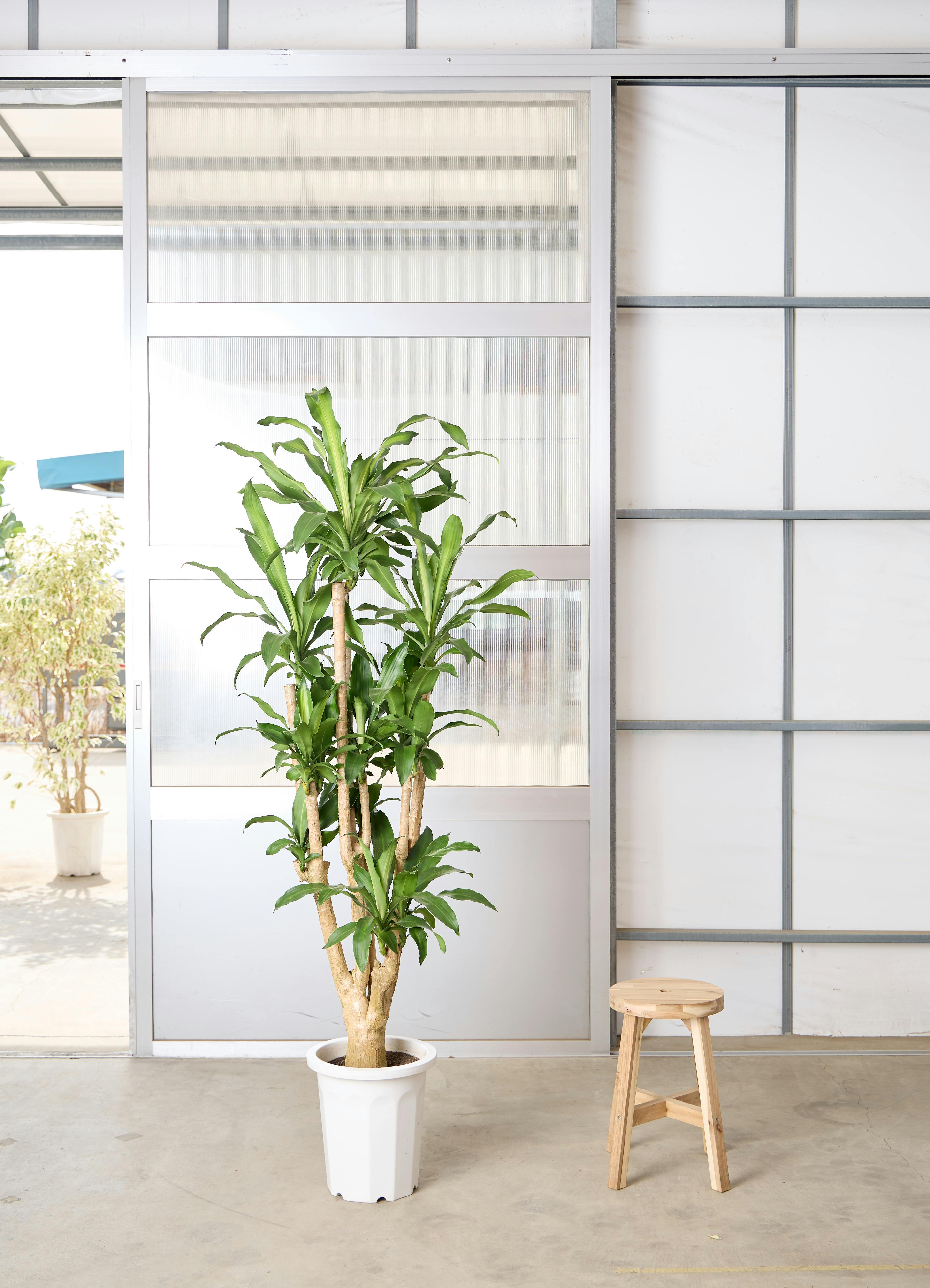ドラセナ 幸福の木 10号 | 観葉植物通販 HitoHana（ひとはな）
