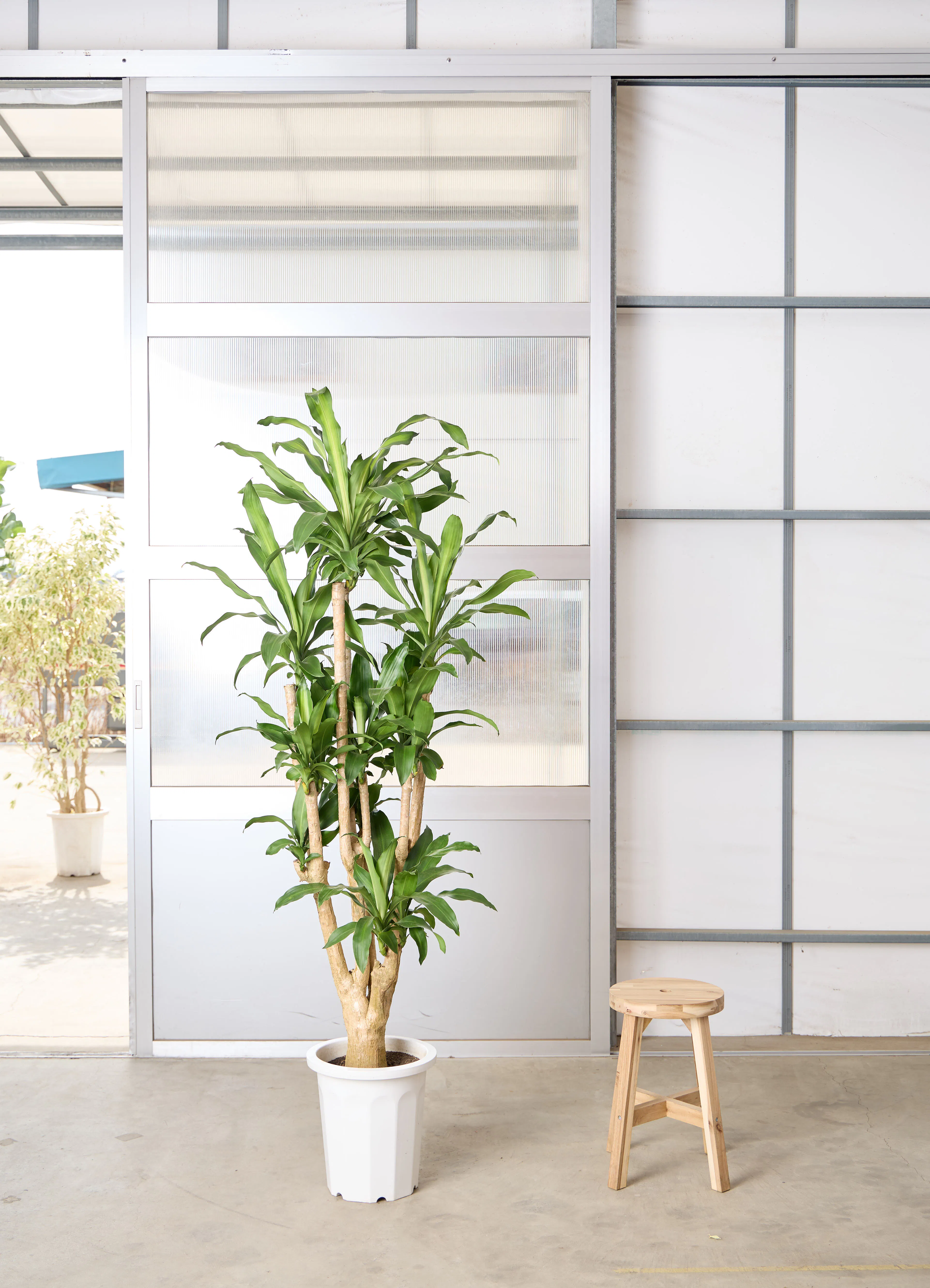 ドラセナ 幸福の木 10号 | 観葉植物通販 HitoHana（ひとはな）