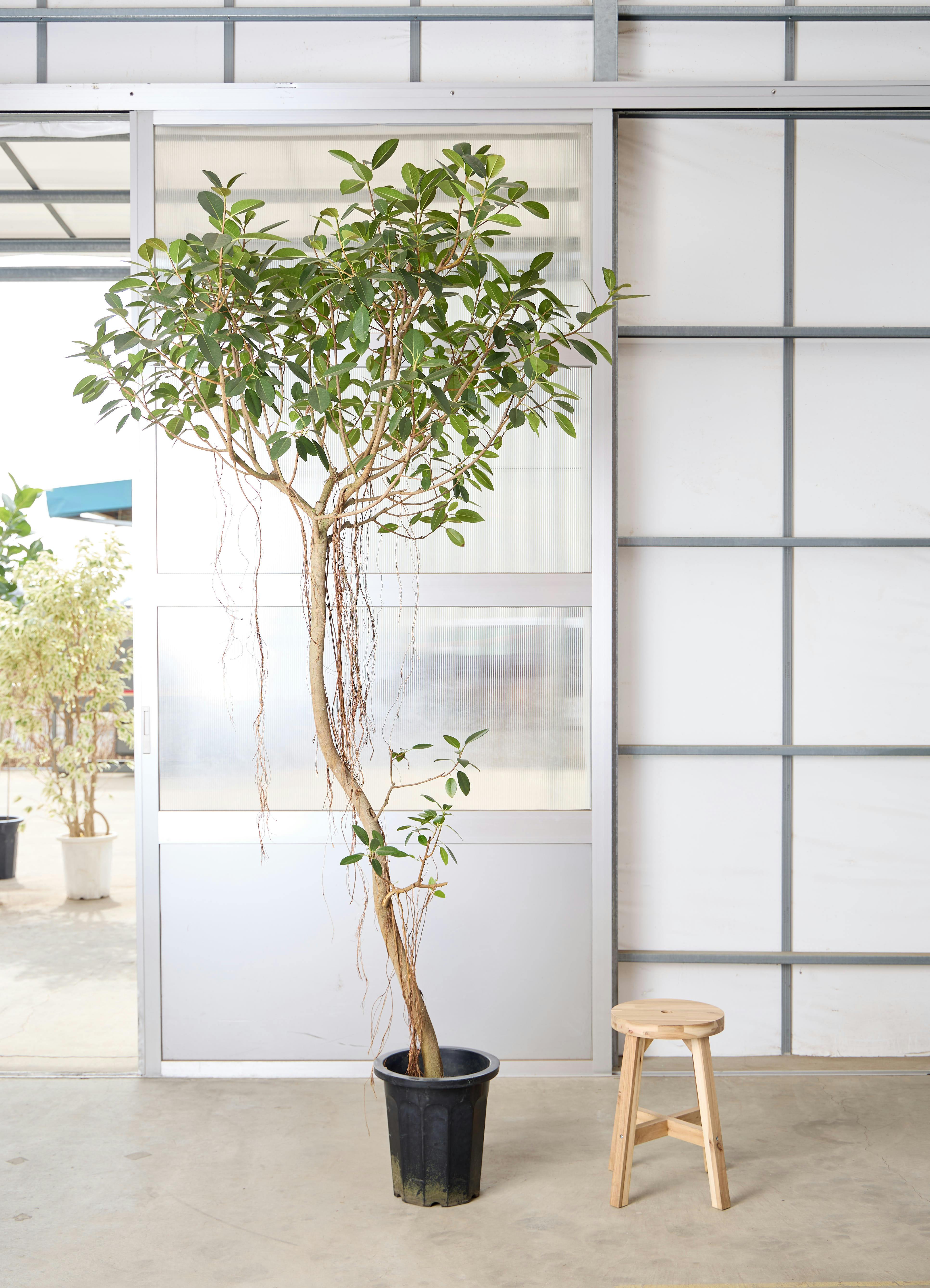 【お渡し決定】観葉植物 ゴムの木 ゴムの木って育てるの難しい？ ゴムの木育て方入門！ | GardenStory