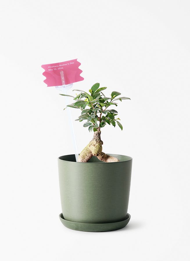 立派な観葉植物4点　鉢植え付き 観葉植物 パキラ 4号 朴 ラスターポット 付き | 観葉植物ならHitoHana