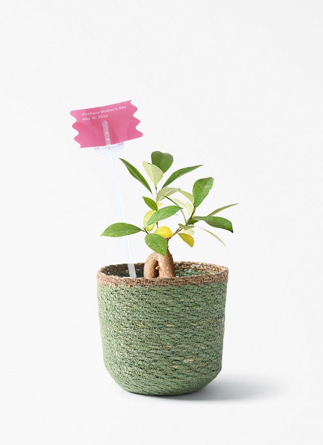 観葉植物の通販 | HitoHana（ひとはな）