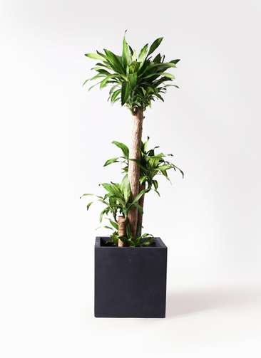 観葉植物 ドラセナ 幸福の木 10号 ノーマル ベータ キューブプランター 黒 付き