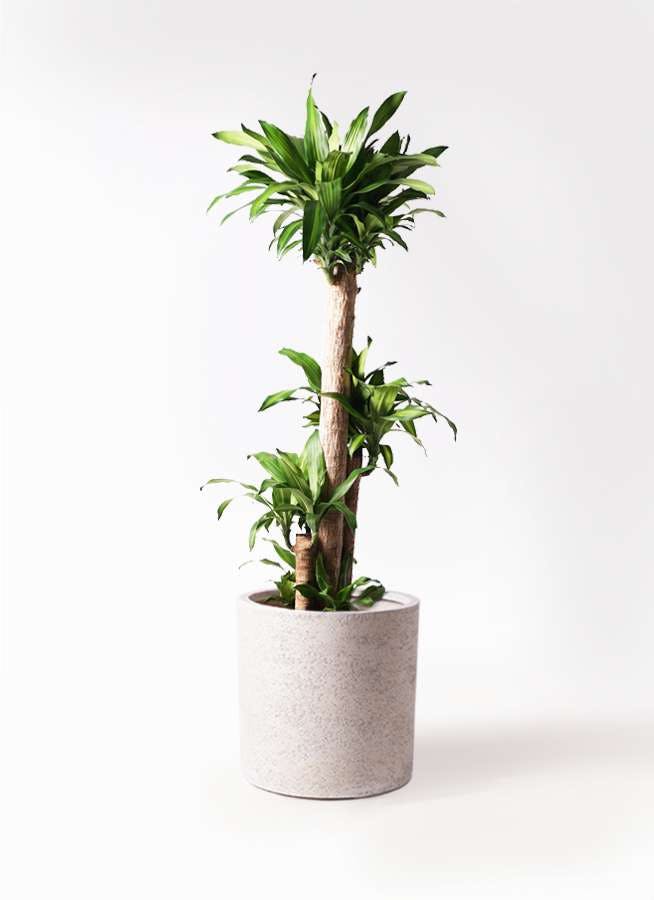 観葉植物 ドラセナ 幸福の木 10号 ノーマル サンディ シリンダー 白 付き