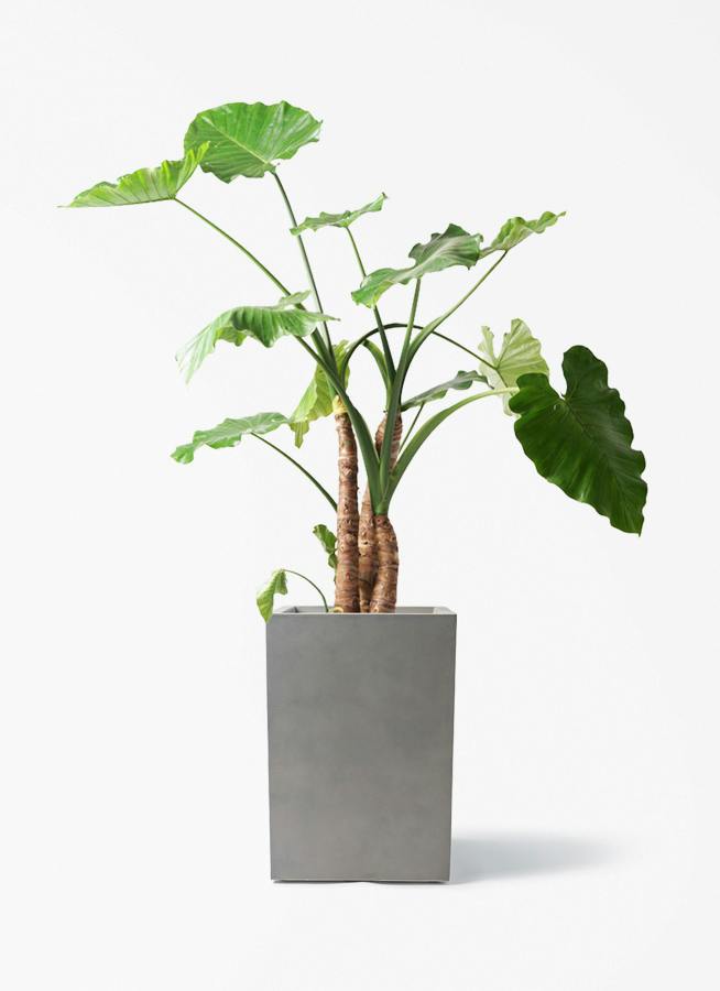 観葉植物 アロカシア 10号 オドラ（クワズイモ） ミロスロング グレー