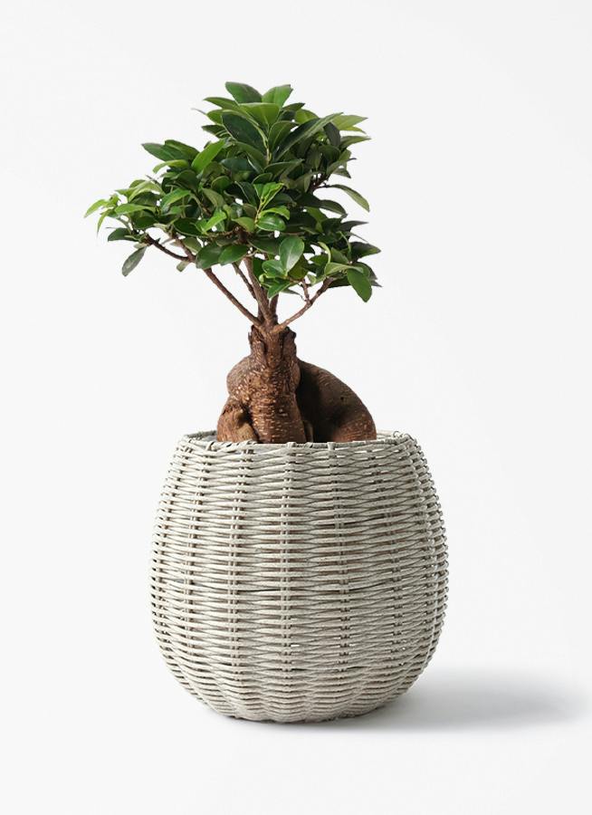 観葉植物 ガジュマル 6号 股仕立て ジェミニ バスケット グレイ 付き 