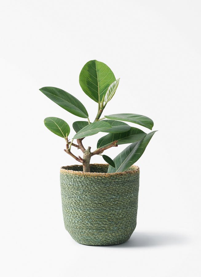フィカス アルテシーマ | 観葉植物通販 HitoHana