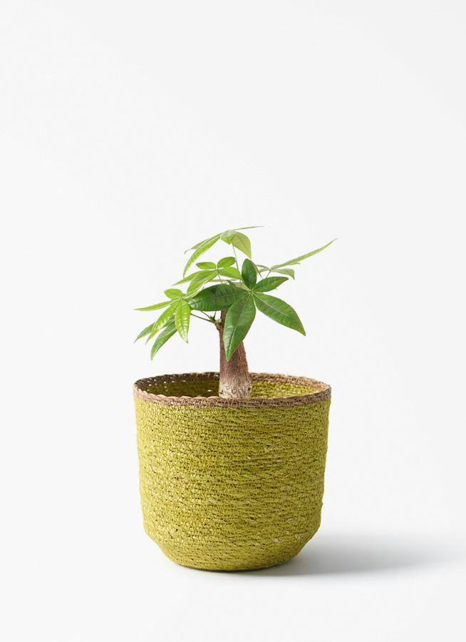 観葉植物 シェフレラ コンパクタ 4号 コンパクタ シーグラスポット