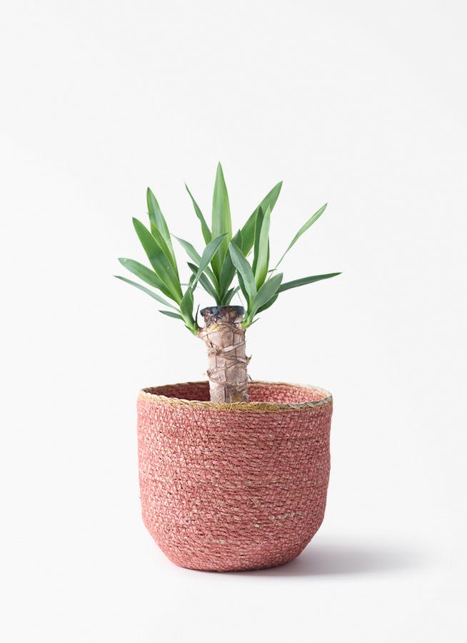 観葉植物 ユッカ 4号 ノーマル シーグラスポット ピンク 付き | 観葉