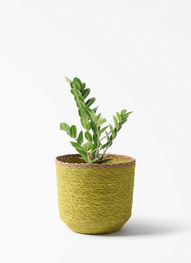 観葉植物 ユッカ 4号 ノーマル シーグラスポット イエロー 付き | 観葉