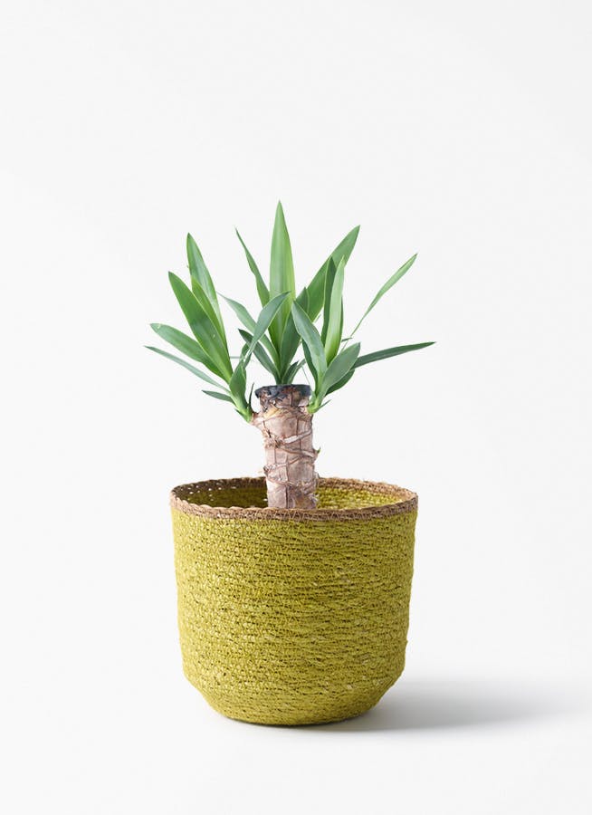 観葉植物 ユッカ 4号 ノーマル シーグラスポット イエロー 付き | 観葉