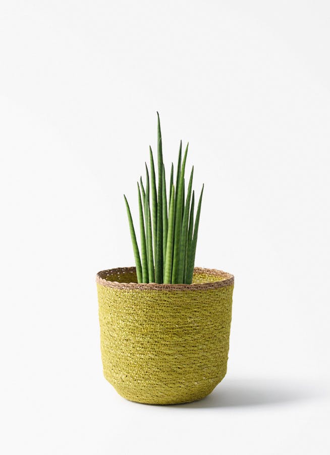 観葉植物 サンスベリア 4号 バキュラリス シーグラスポット イエロー