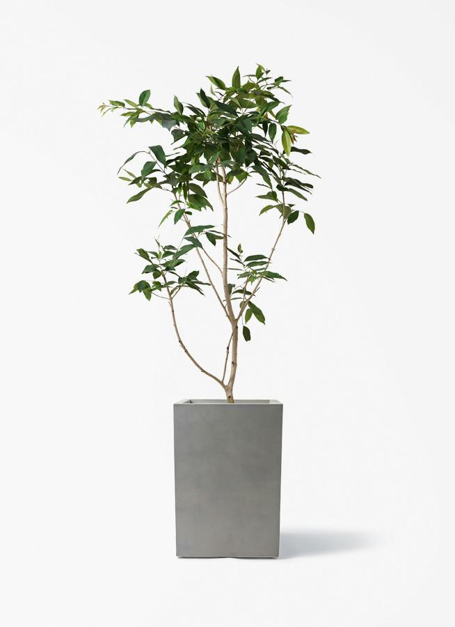 アマゾンオリーブ (ムラサキフトモモ) | 観葉植物通販HitoHana(ひとはな)